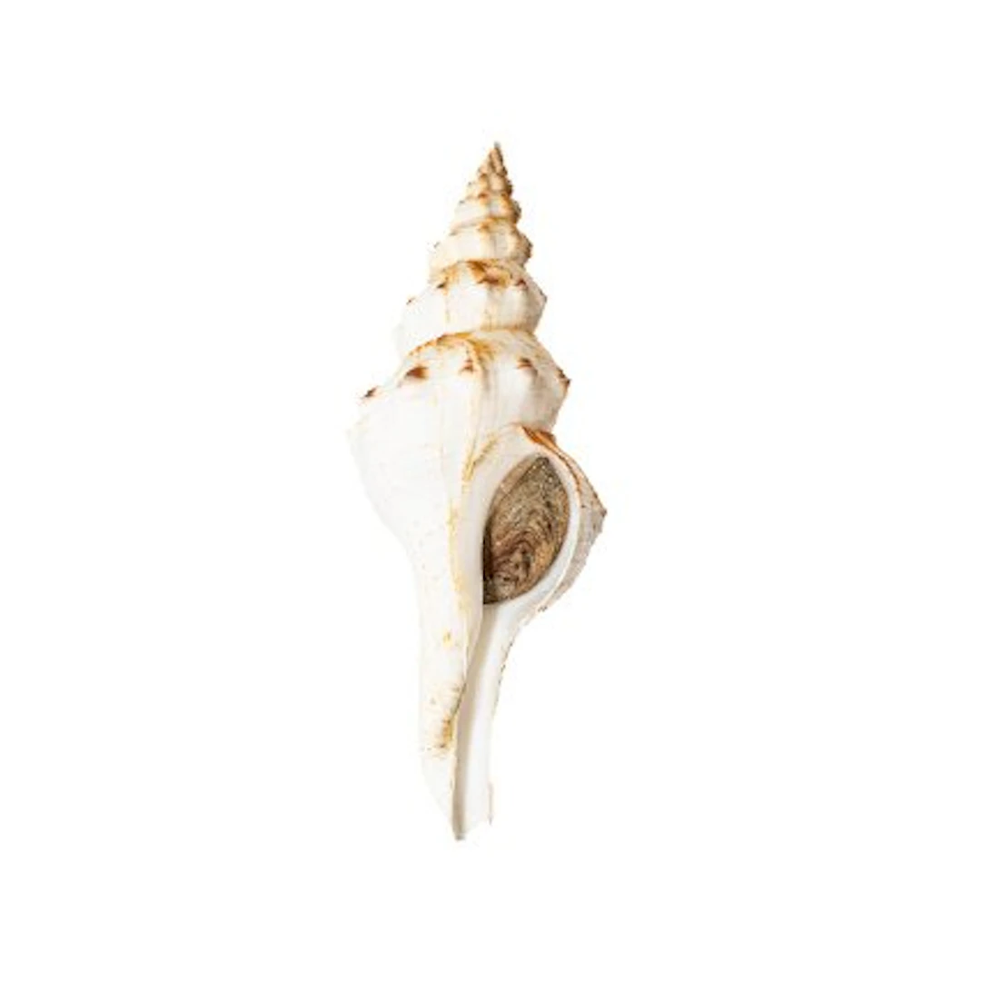 Fusinus panamensis | Rare spindle snail - Perfect GEM +...