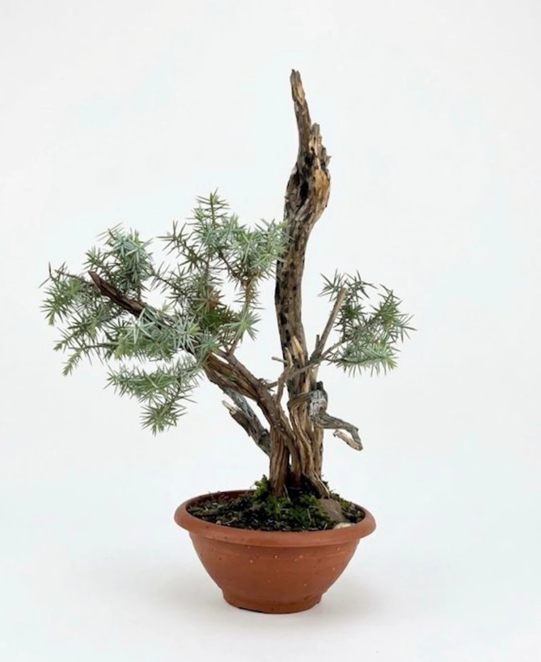 Juniper bonsai (Juniperus) - Height (Tree): 43 cm - Depth (Tree): 34 cm - Japan