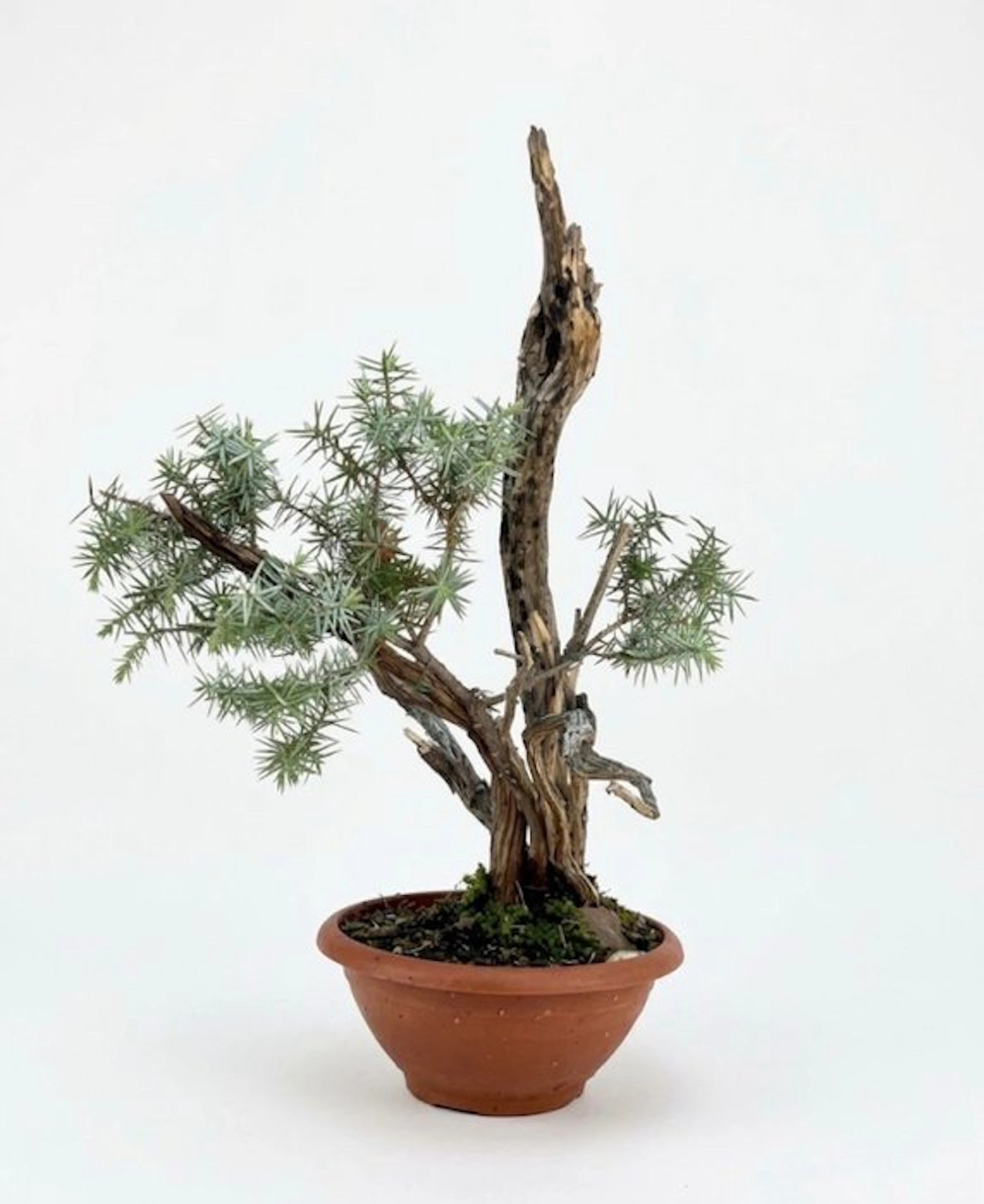 Juniper bonsai (Juniperus) - Height (Tree): 43 cm - Depth (Tree): 34 cm - Japan