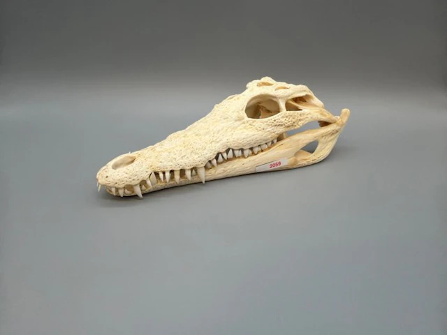 Nile Crocodile Skull - Crocodylus niloticus - 6 cm - 10...