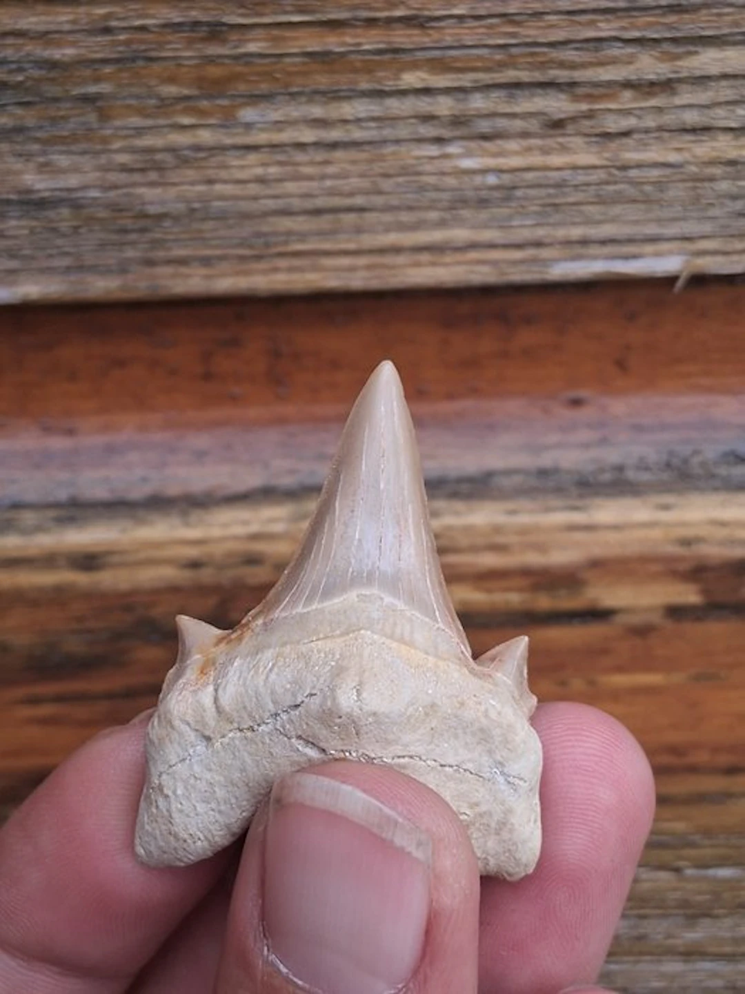 Shark - Fossil tooth - Otodus Obliquus - 5 cm - 4 cm (No reserve price)
