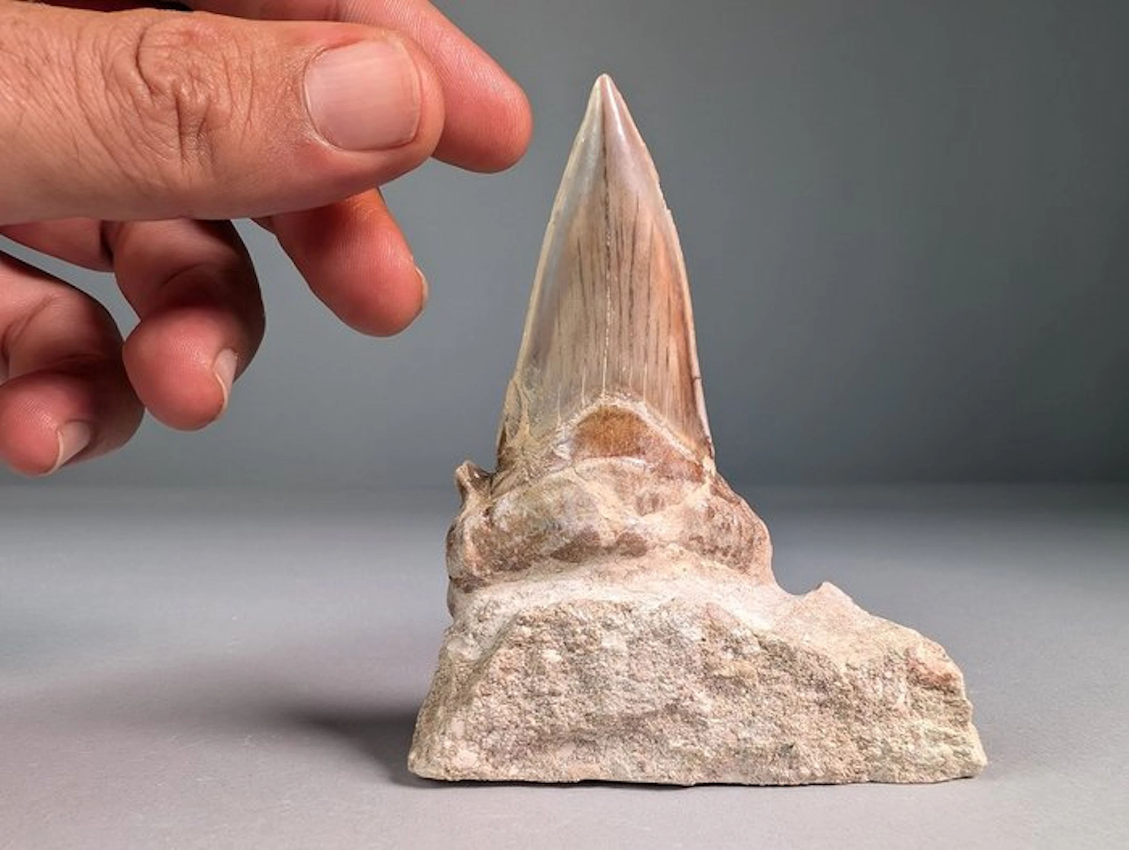 Fossil shark tooth in natural matrix with accessory cusp...