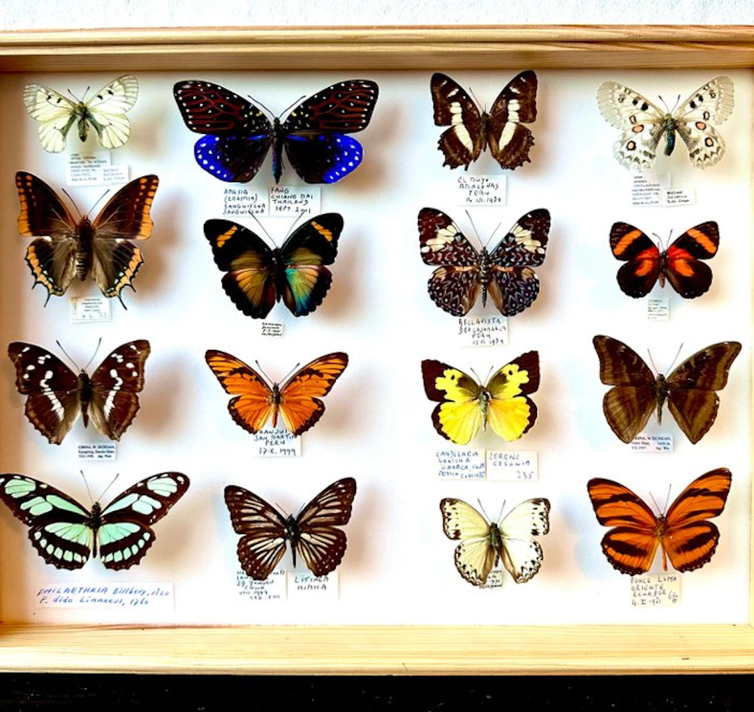 Extremely rare world collection of diurnal butterflies in a museum drawer
