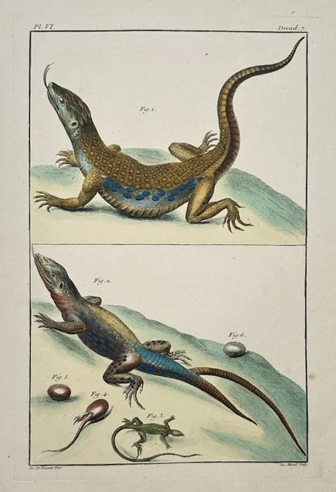 Jacques de Favanne (1716–1770) - Herpetological Study of...