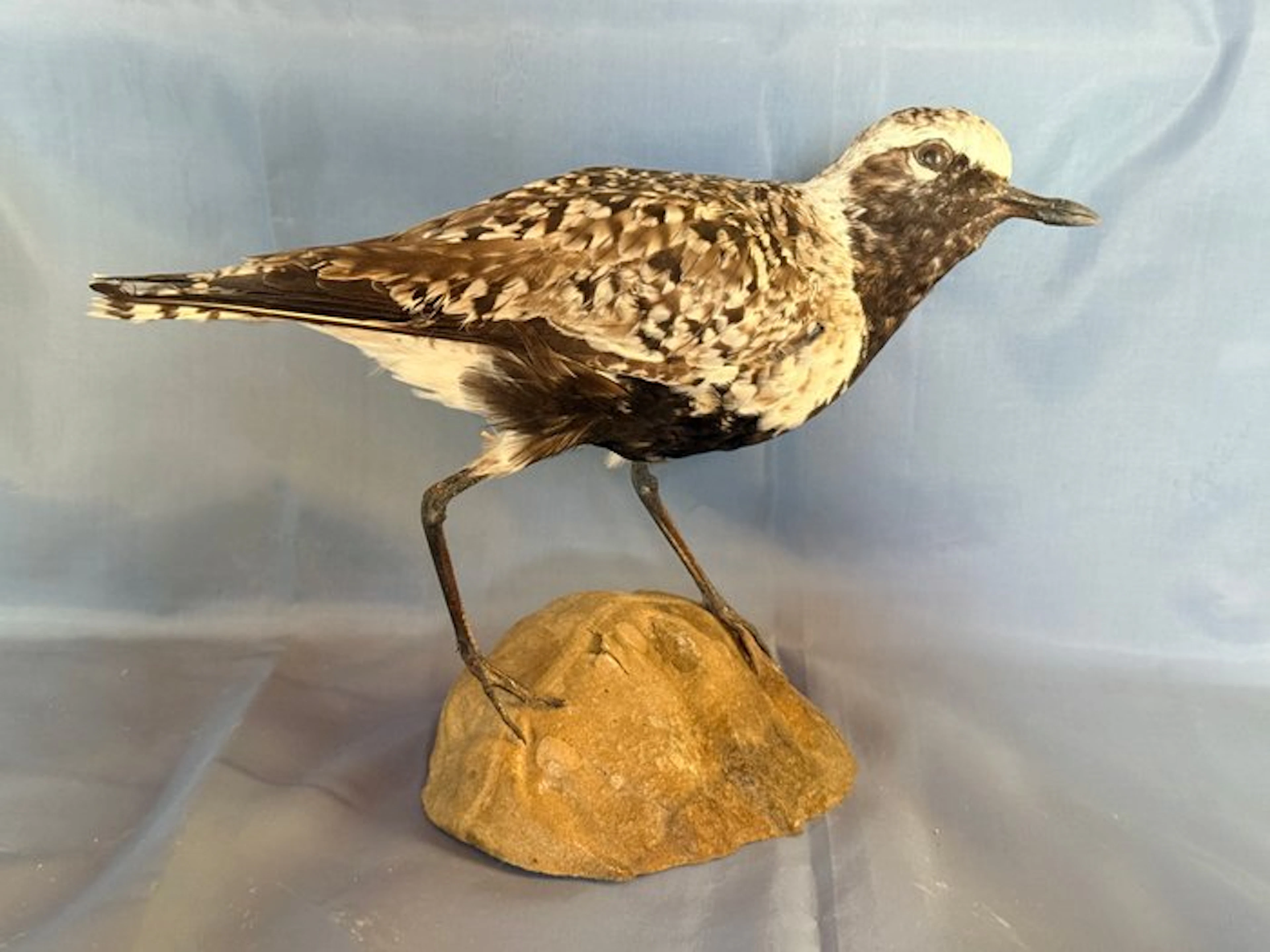 Pivieressa Taxidermy full body mount - Pluvialis...