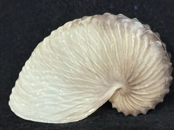 Nautilus Sea shell - S-617 ARGONAUTA HIANS (No reserve price)