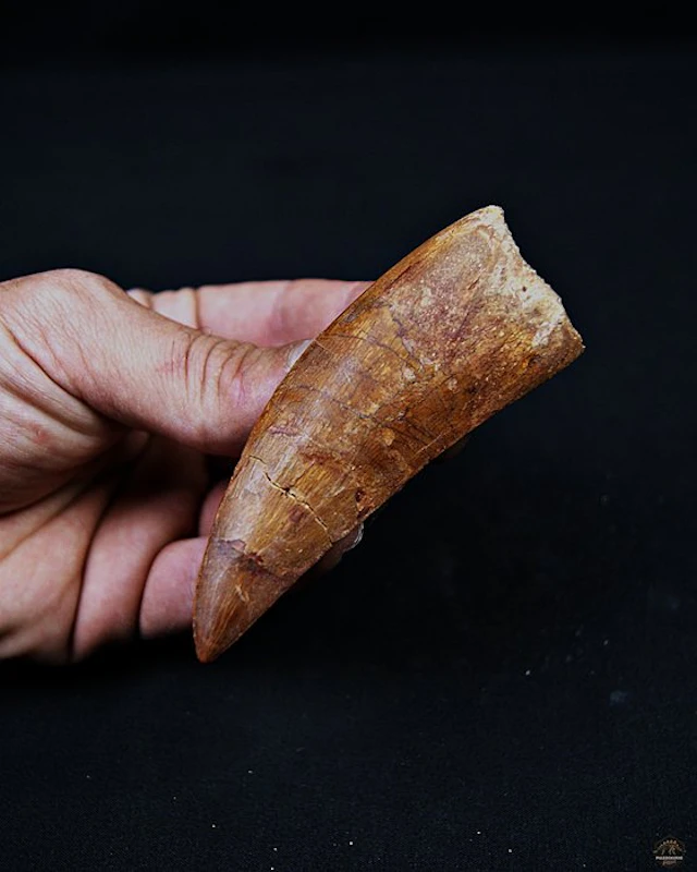 Dinosaur - Fossil tooth - Carcharodontosaurus saharicus - 9.1 cm