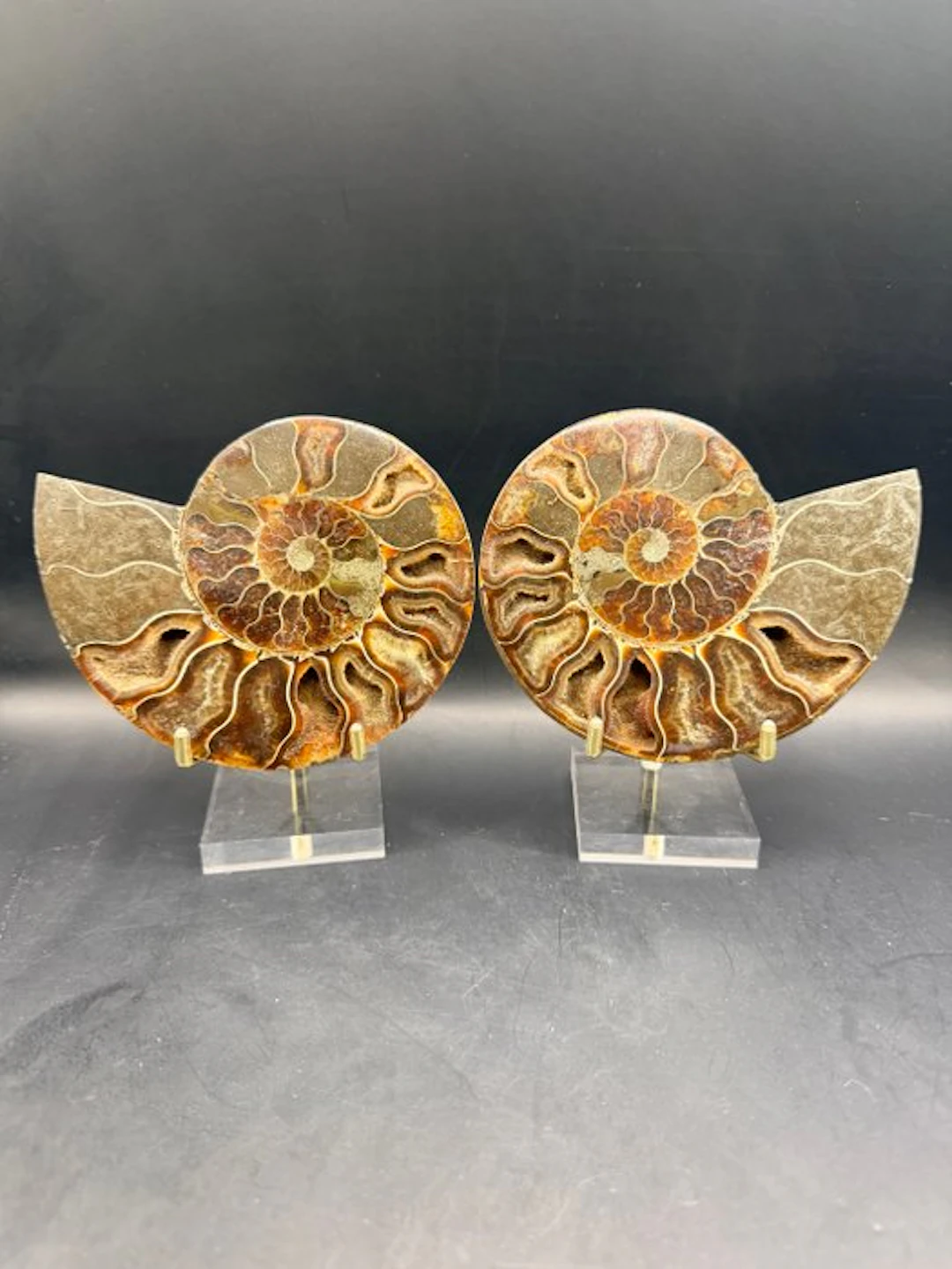 Ammonite - Fossilised animal - Cleoniceras besairei - 12.7 cm (No