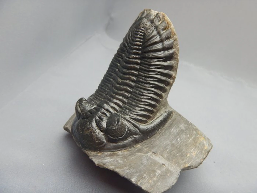 Trilobite - Fossil skeleton - Hollardops mesocristata - 7 cm