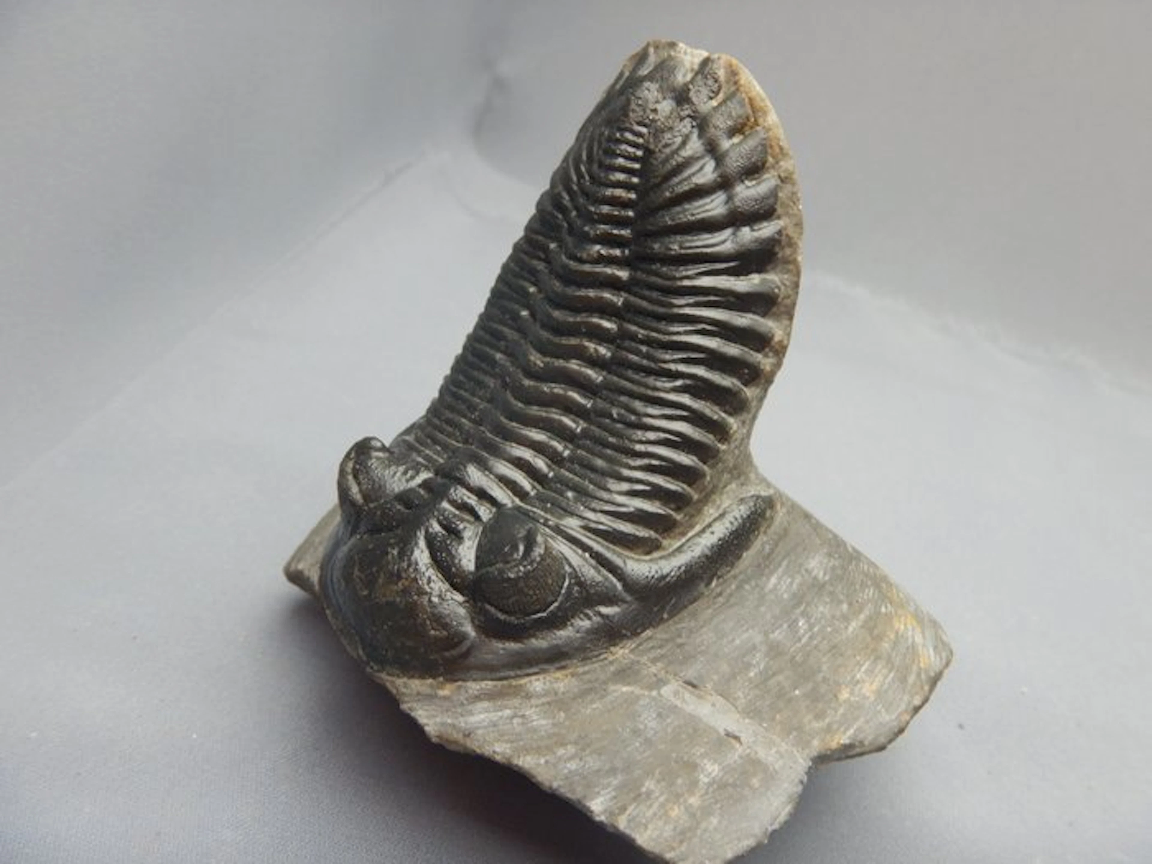 Trilobite - Fossil skeleton - Hollardops mesocristata - 7 cm