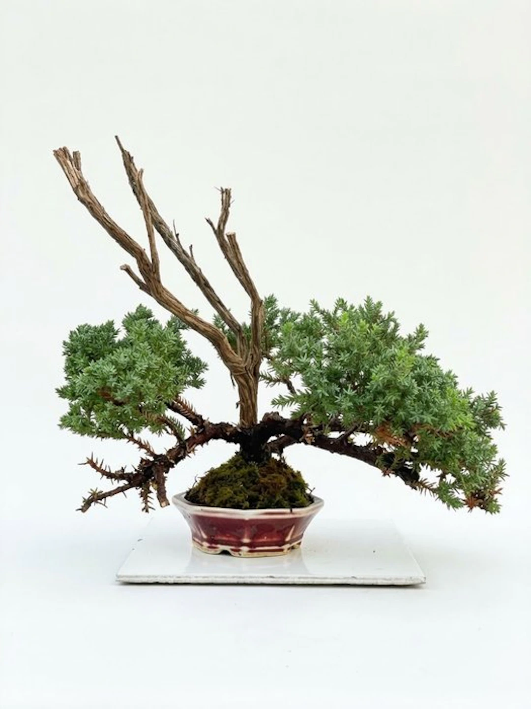 Juniper bonsai (Juniperus) - Height (Tree): 28 cm - Depth (Tree): 34 cm - Japan