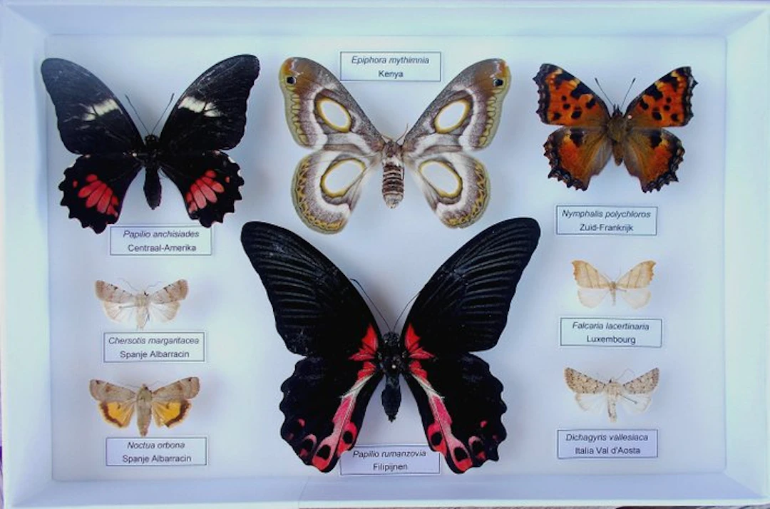Butterfly Taxidermy full body mount - Epiphora mythimnia (Westwood