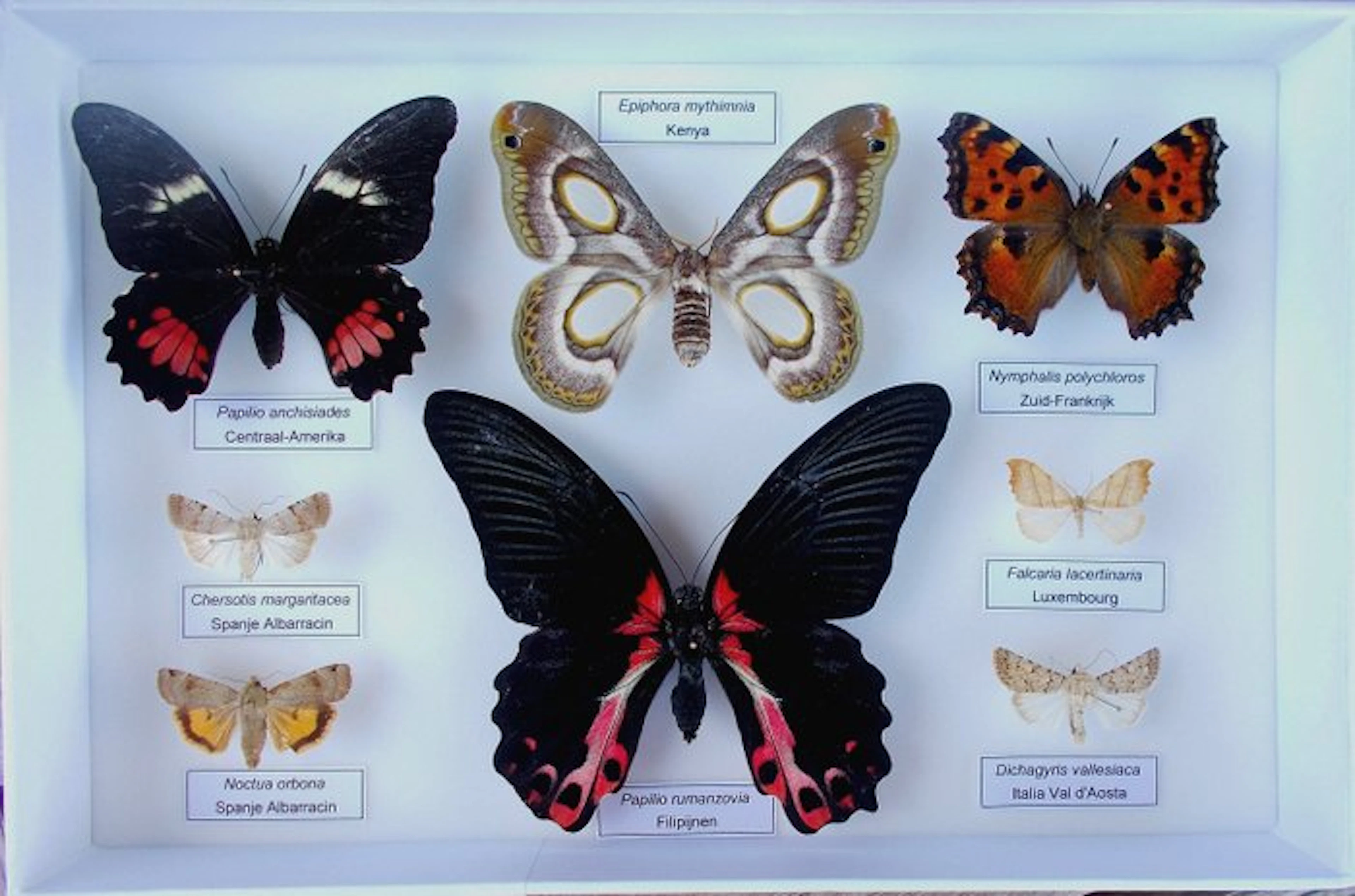 Butterfly Taxidermy full body mount - Epiphora mythimnia (Westwood