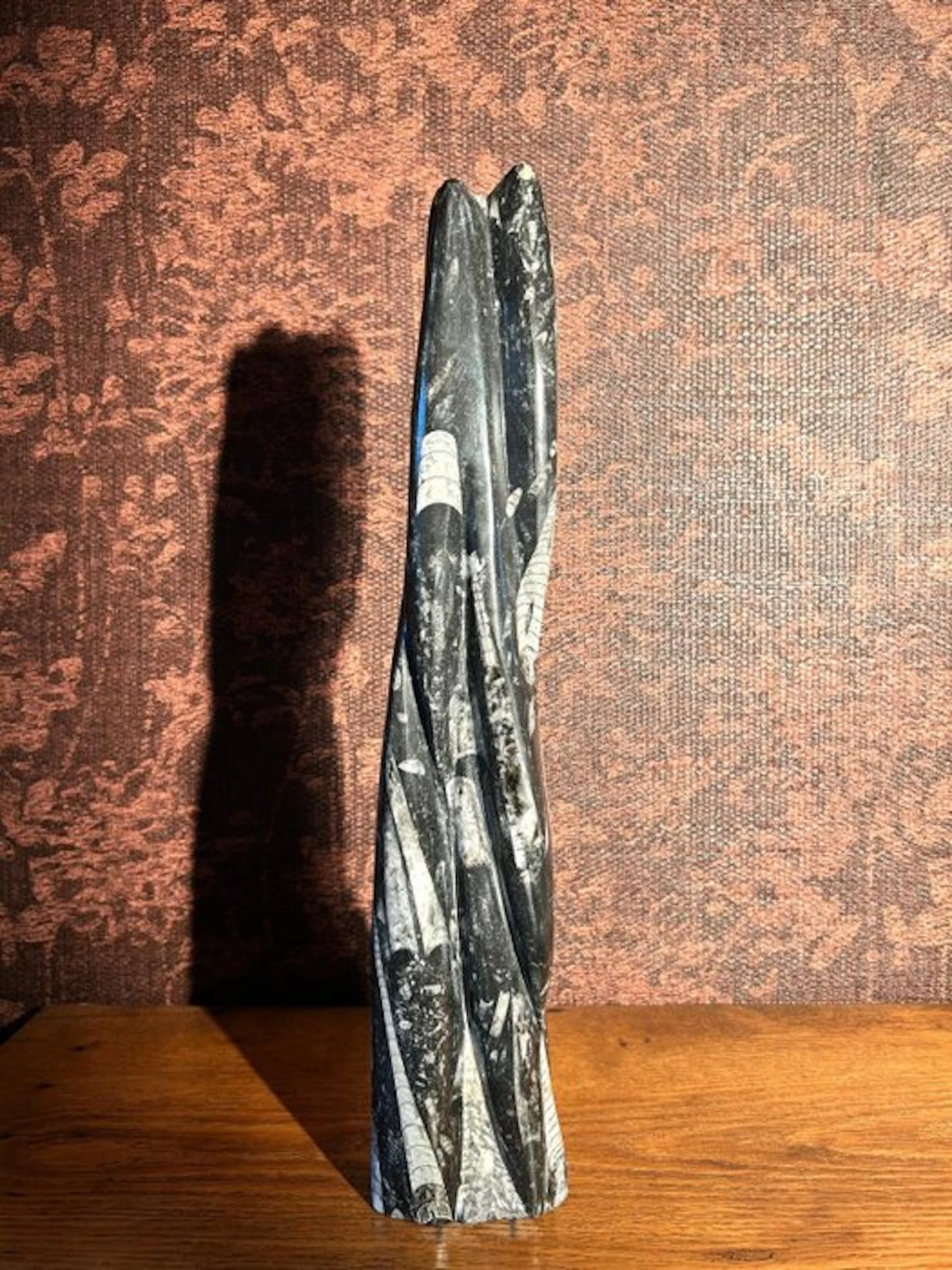 Orthoceras sp. - Fossil matrix - 51 cm - 10 cm