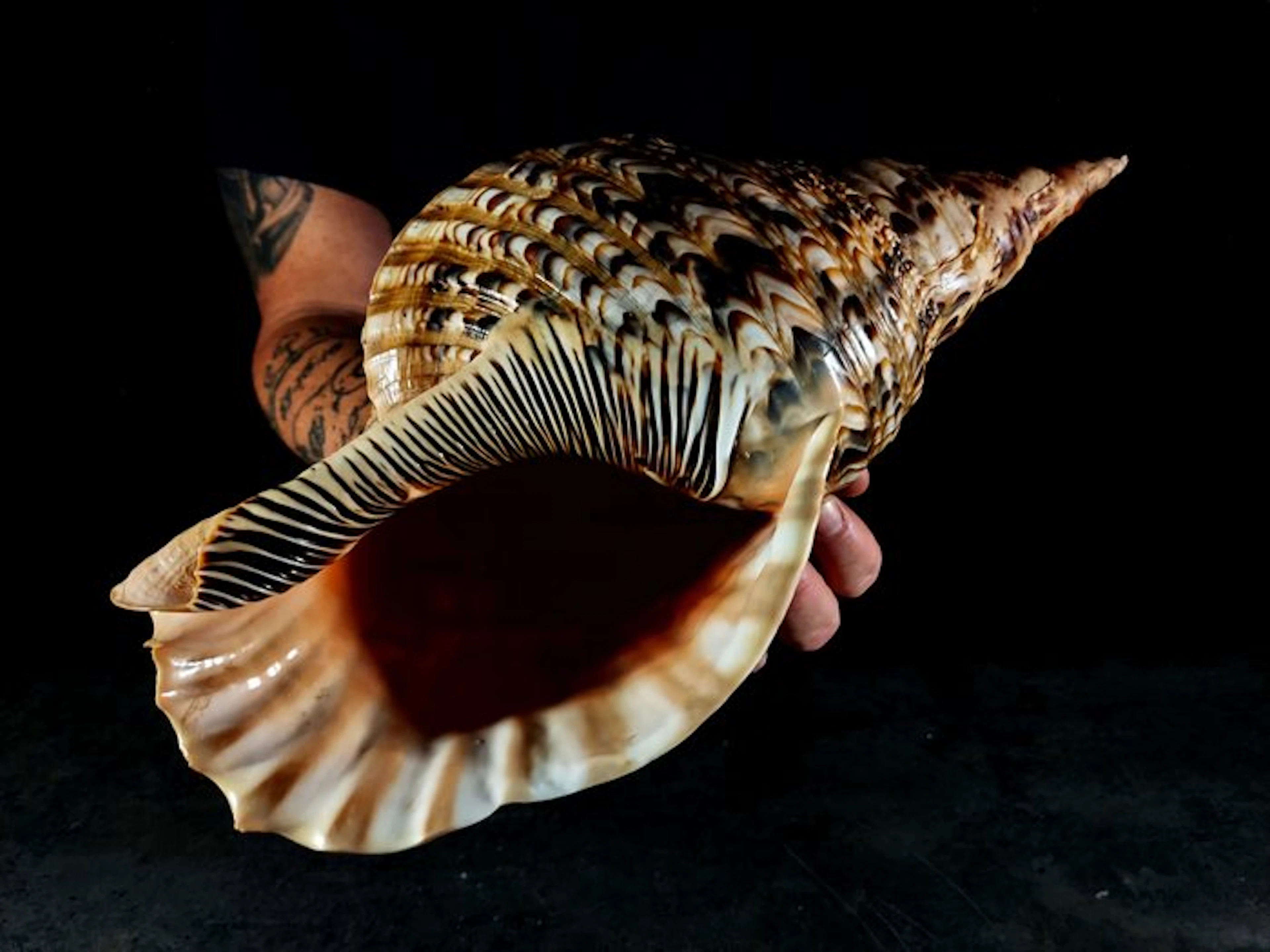 an enormous tritone trumpet Taxidermy full body mount...