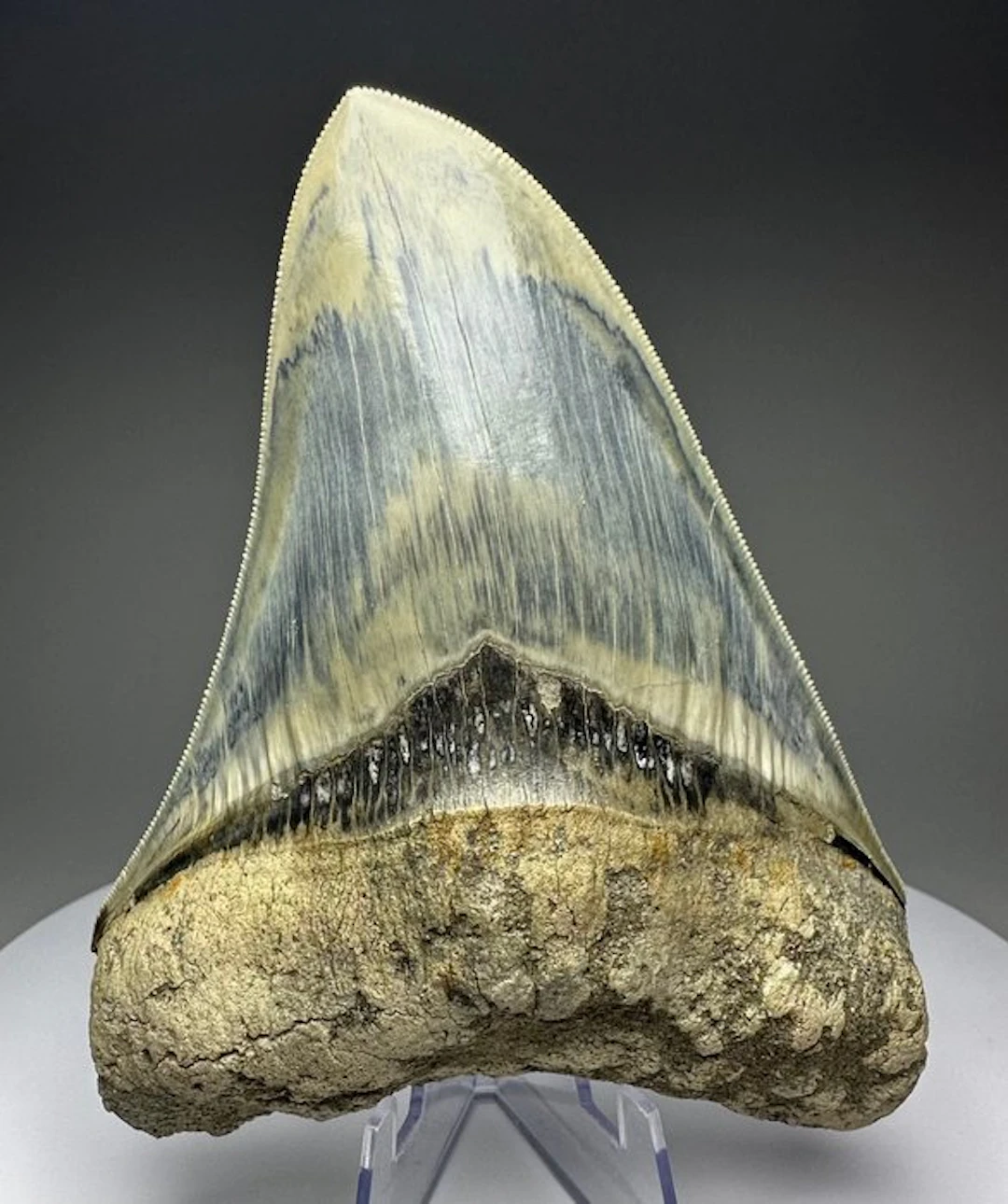 Megalodon - Fossil tooth - 13 cm - 10 cm