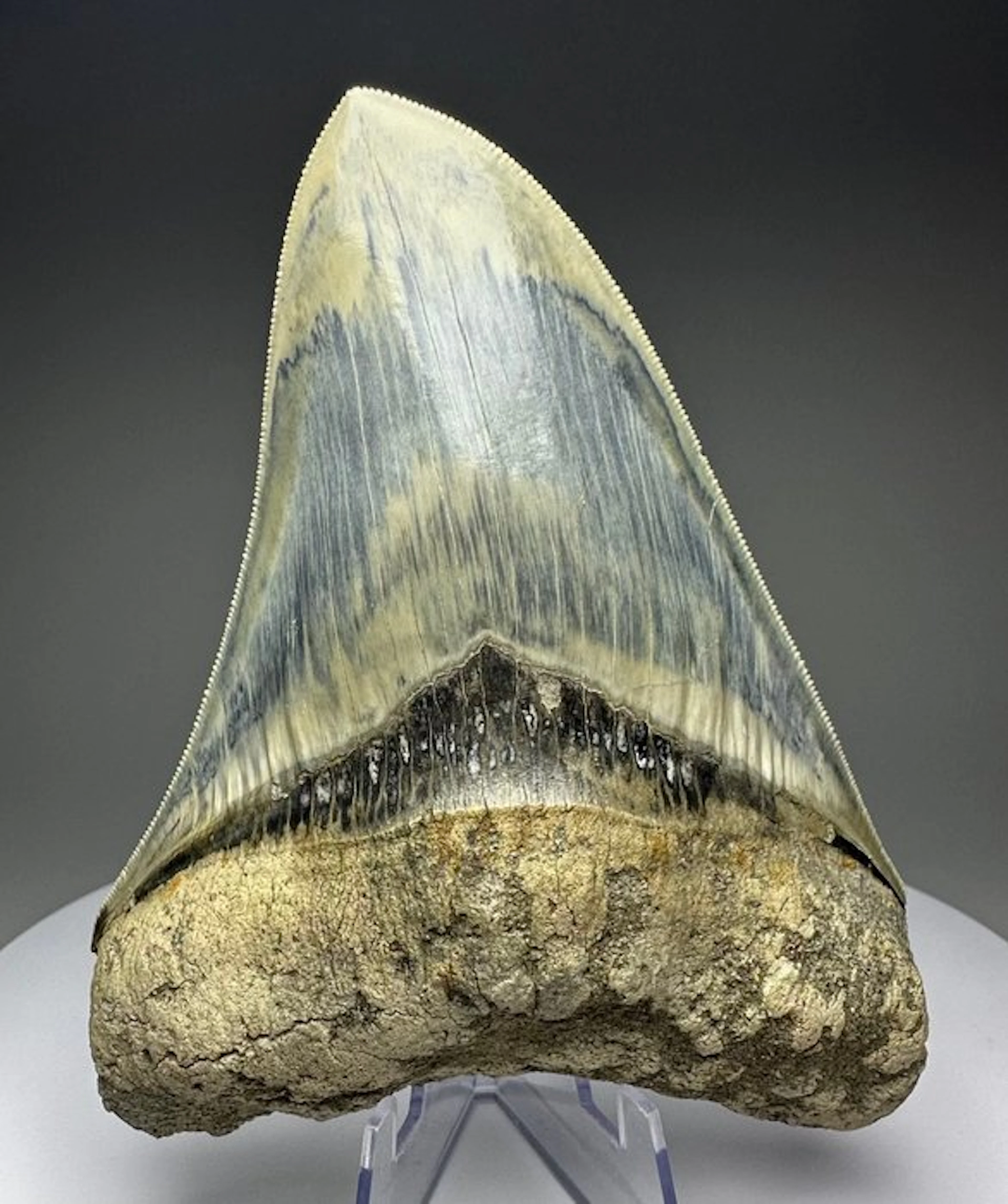 Megalodon - Fossil tooth - 13 cm - 10 cm