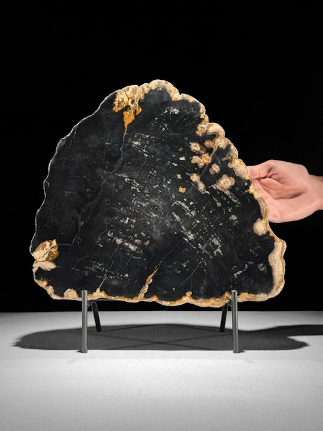 C - Stunning Slice of Petrified Wood on a custom stand...