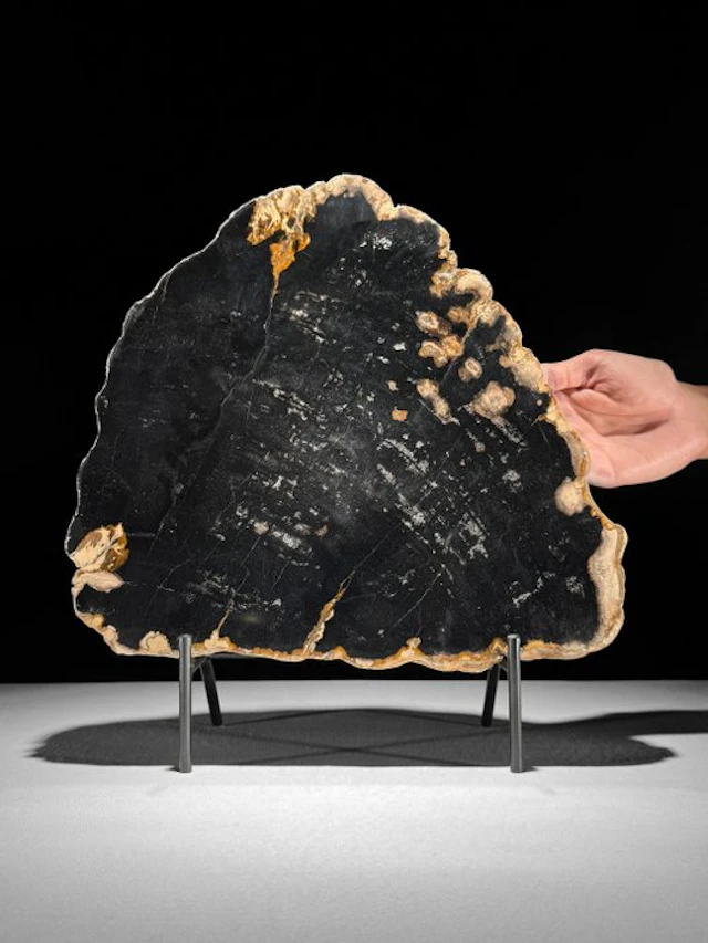C - Stunning Slice of Petrified Wood on a custom stand...