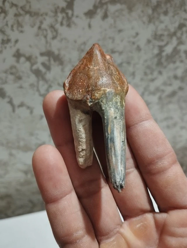 Primitive Whale - Fossil tooth - 7.5 cm - 3 cm