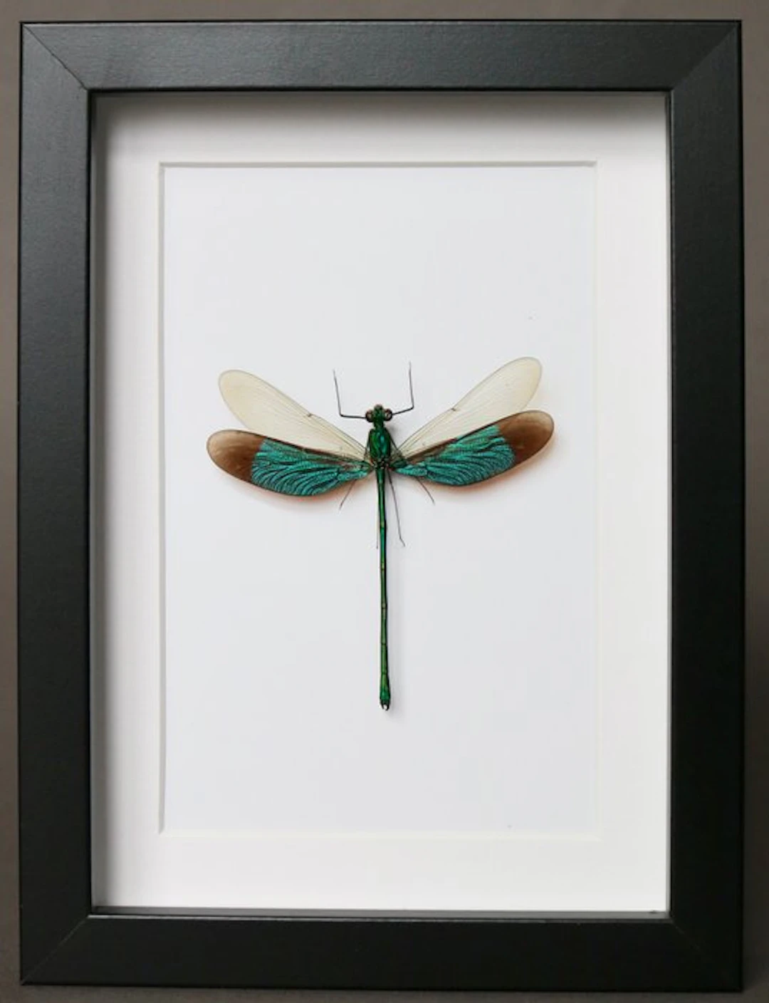 Dragonfly Taxidermy full body mount - Neurobasis sinensis...
