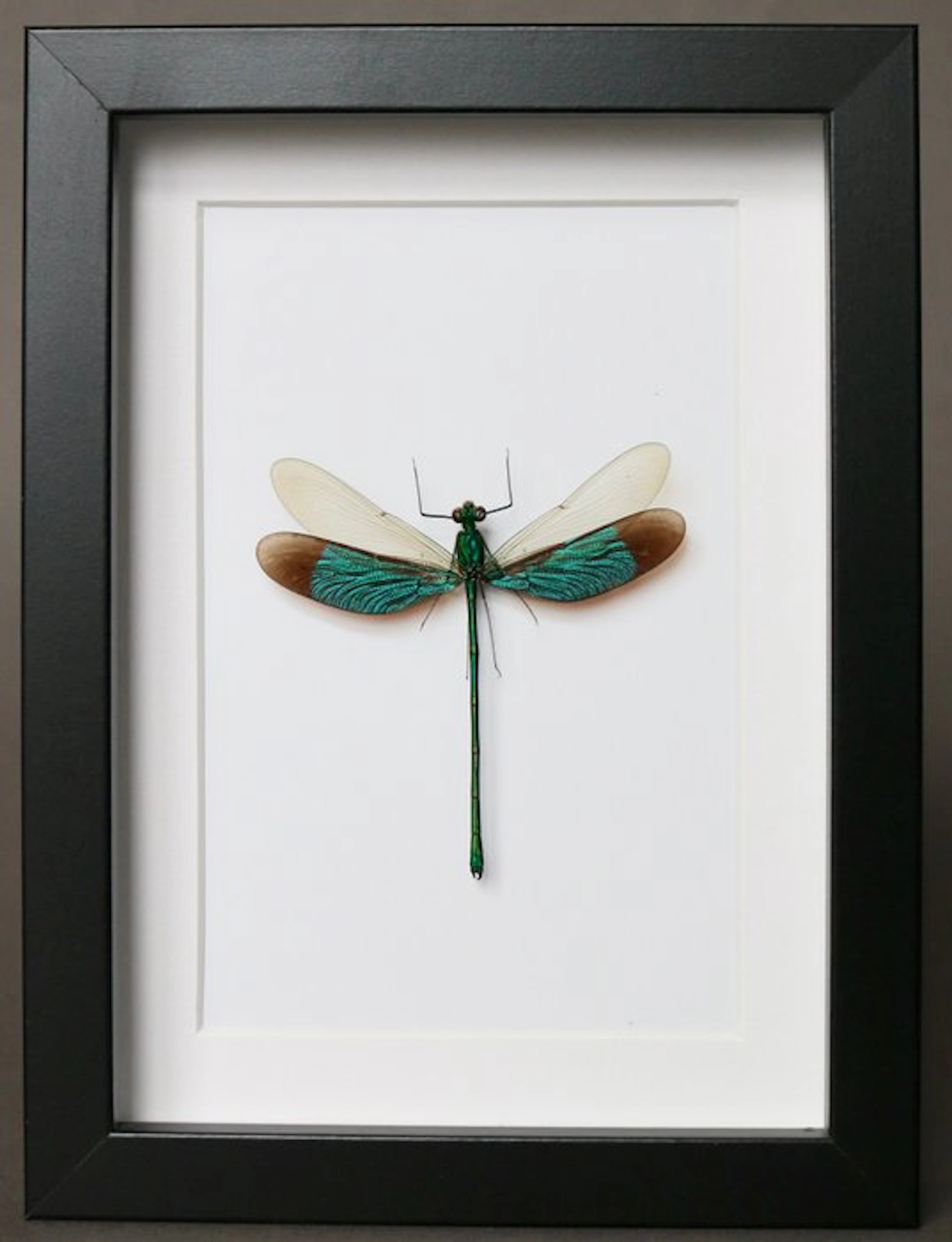 Dragonfly Taxidermy full body mount - Neurobasis sinensis...