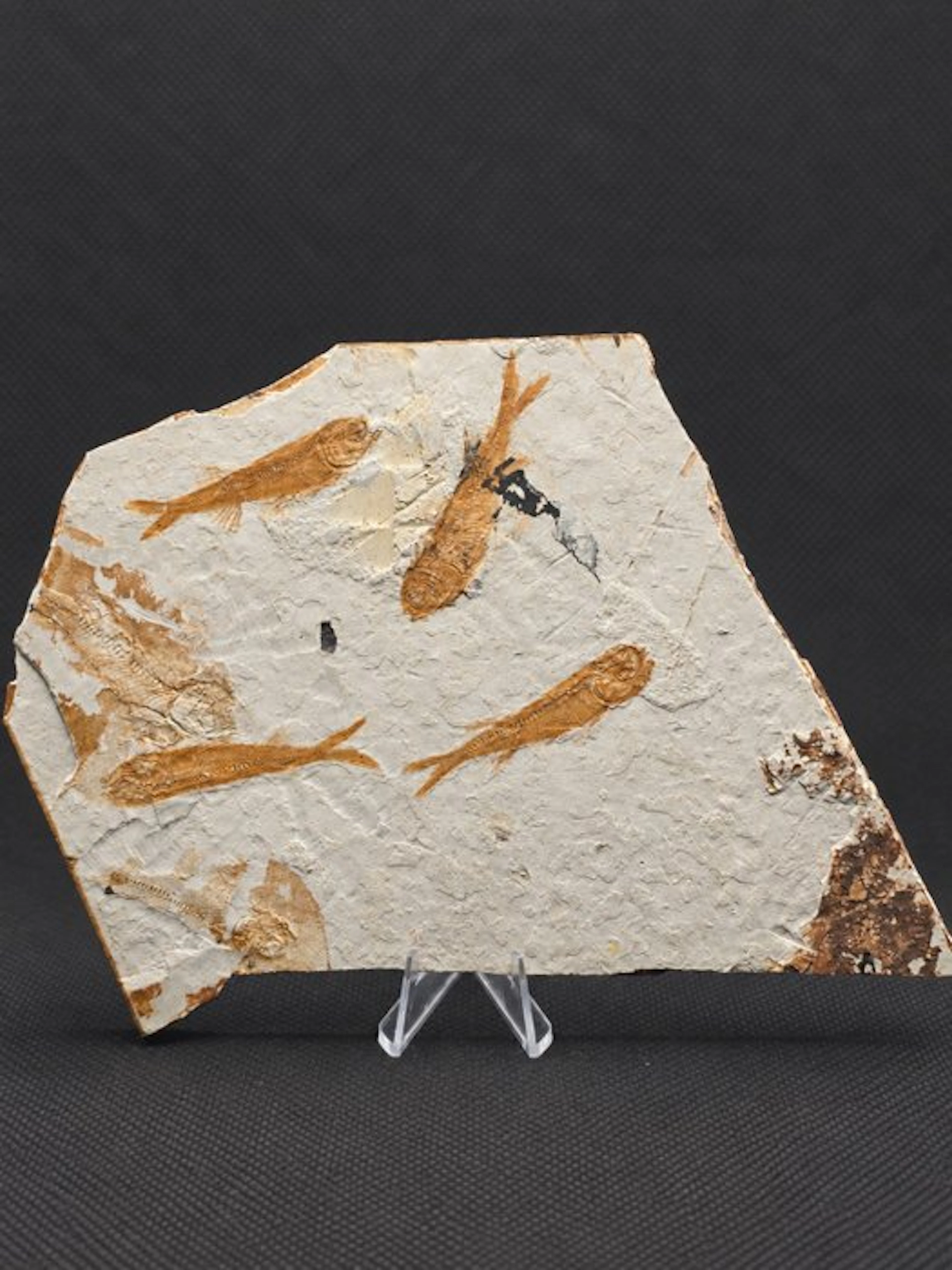 Rare Multi-Fish Lycoptera Fossil Plate - Fossilised...