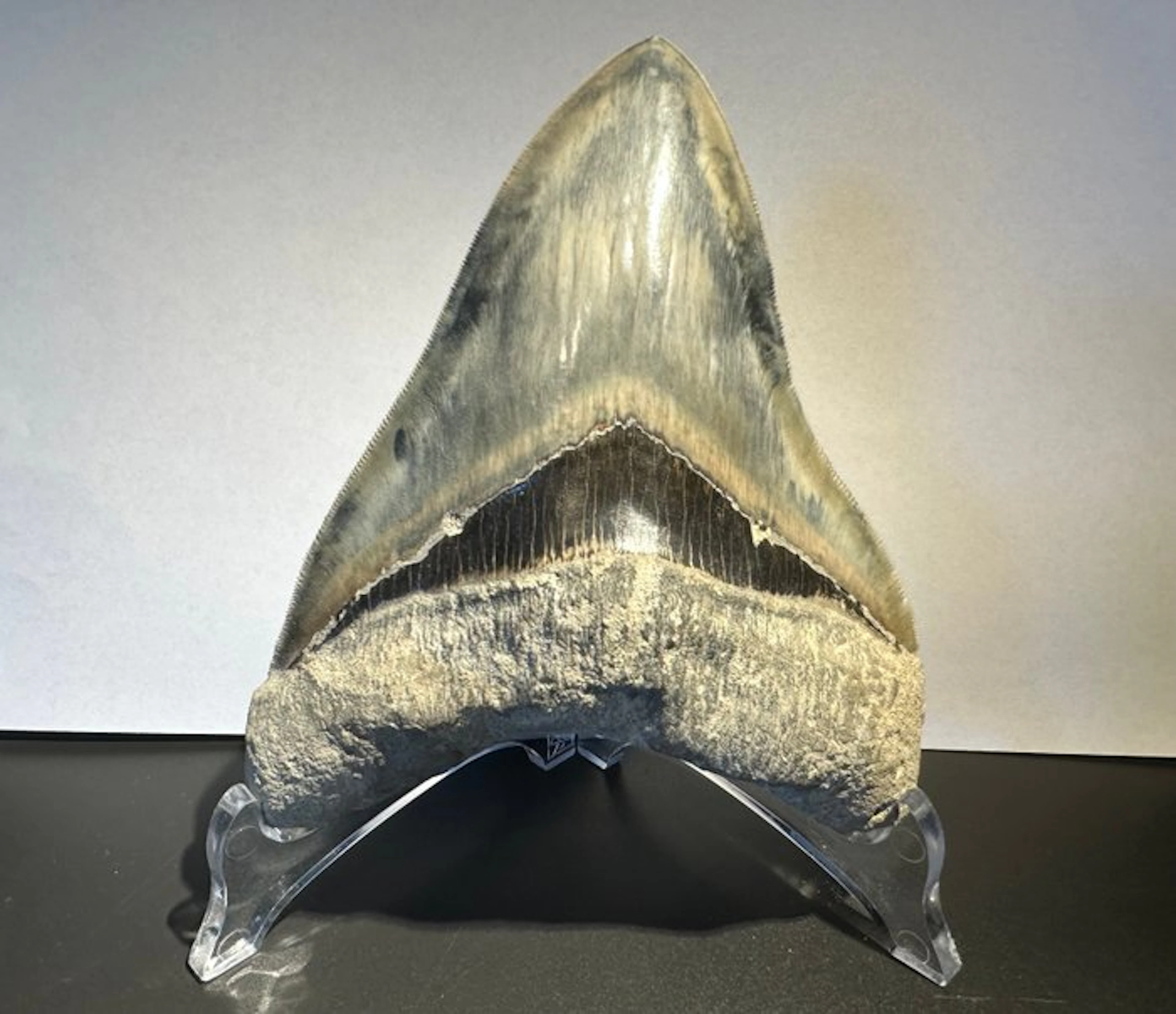 Megalodon - Fossil tooth - Otodus megalodon / Carcharocles megalodon - 14.9 cm