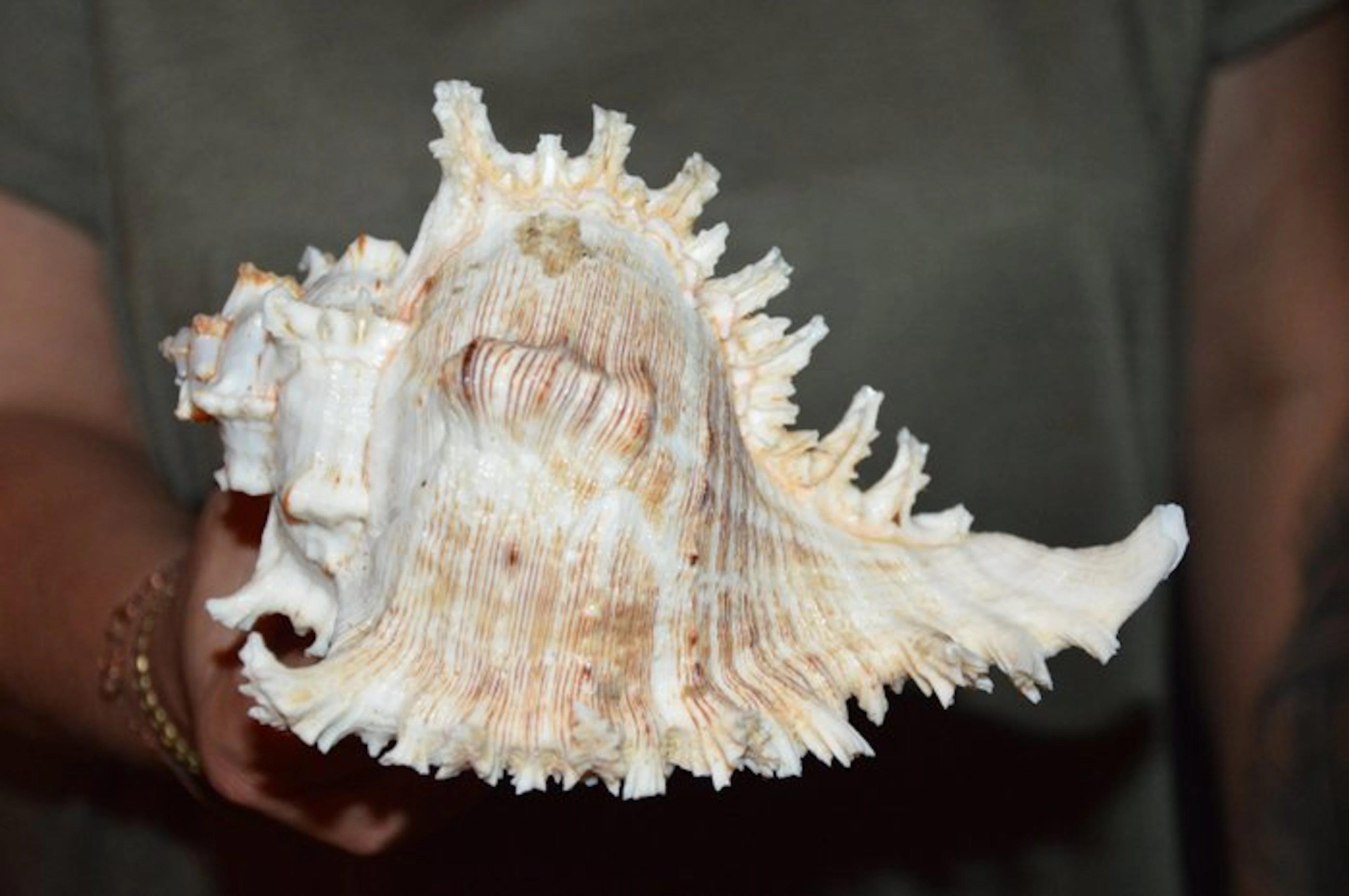 Sea Snail Sea shell - M-491 CHICOREUS RAMOSUS (No reserve price)