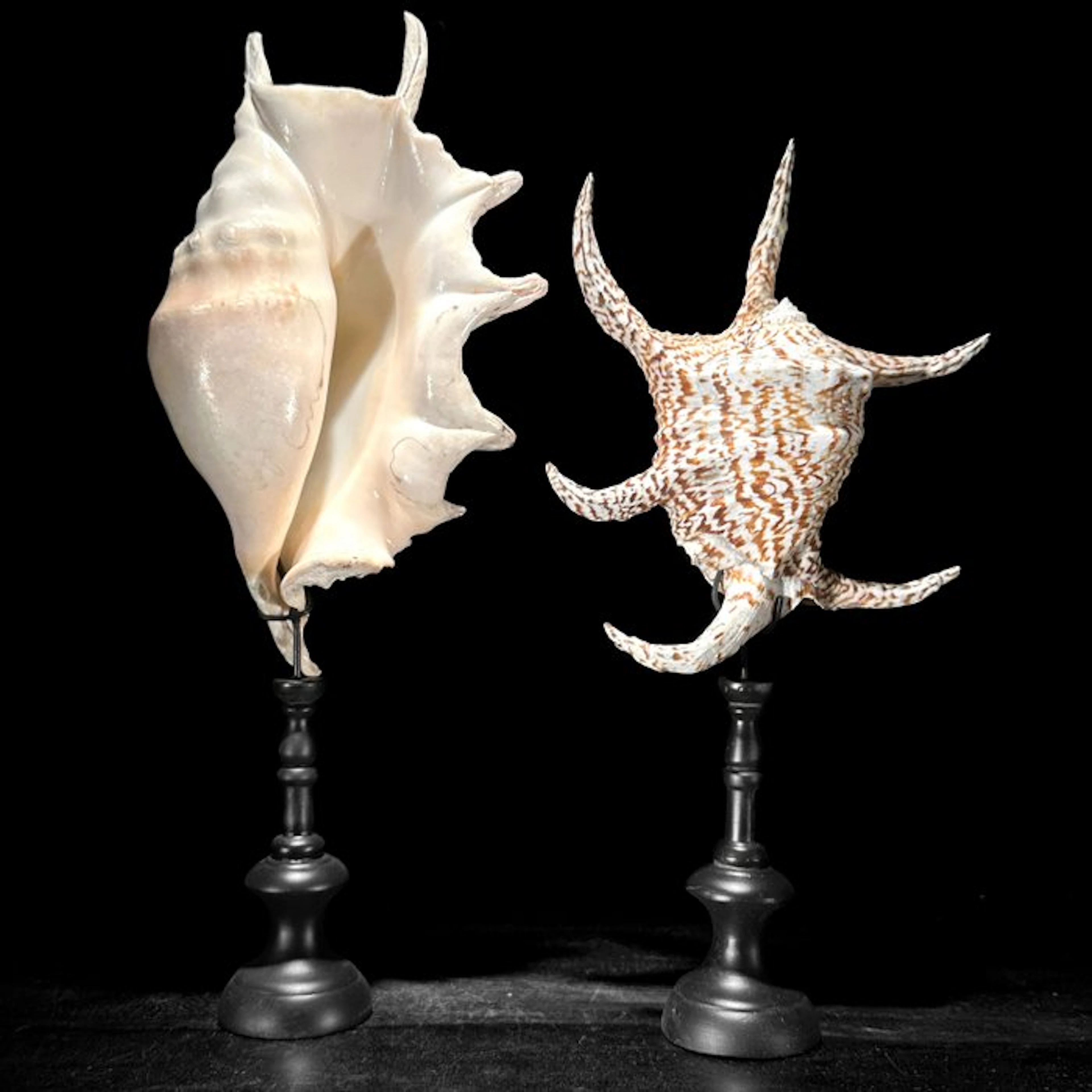 Wonderful Pair of Stunning Intricate Spider Conch Shell...