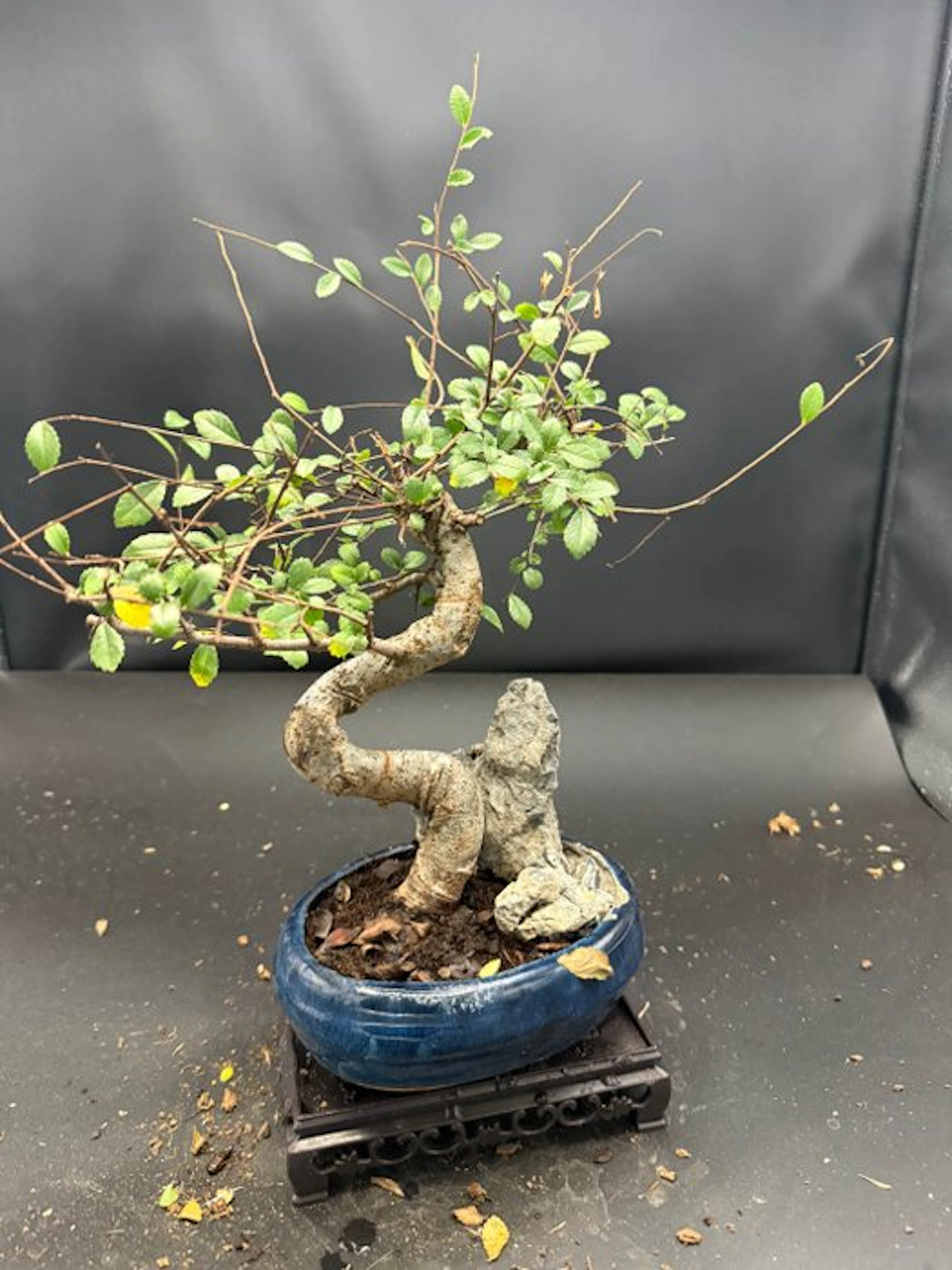 Chinese elm bonsai (Ulmus parviflora) - Height (Tree): 22...