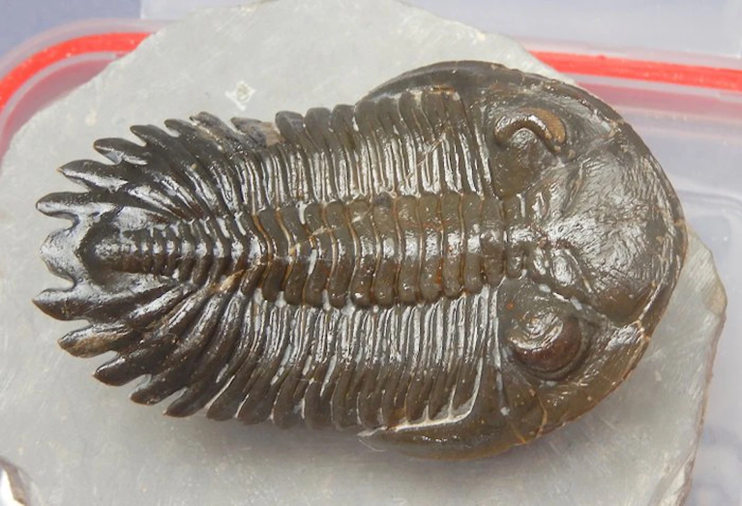 Trilobite - Fossil skeleton - Hollardops mesocristata - 10 cm - 14 cm