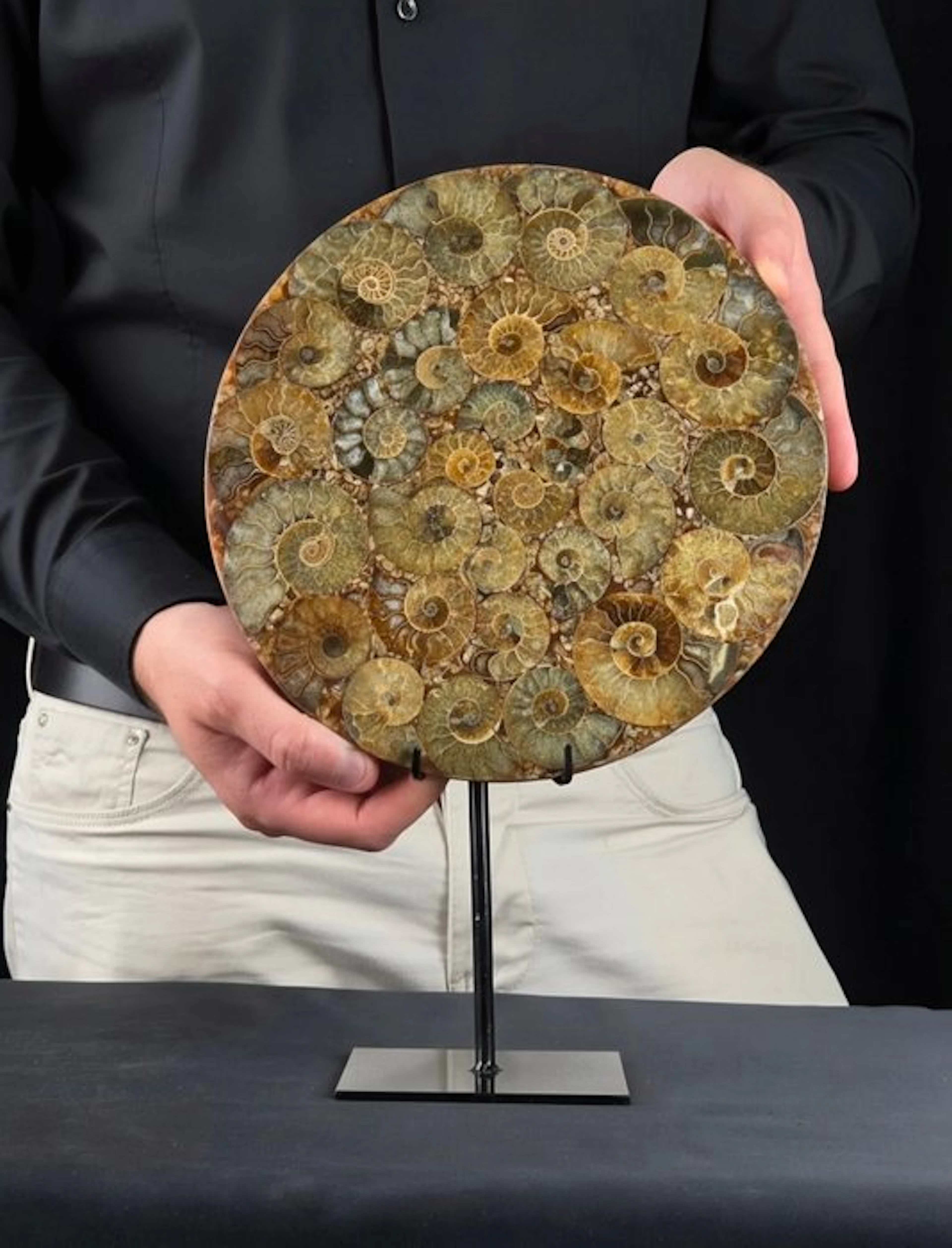 Ammonite - Fossilised animal - Aioloceras (Cleoniceras) sp