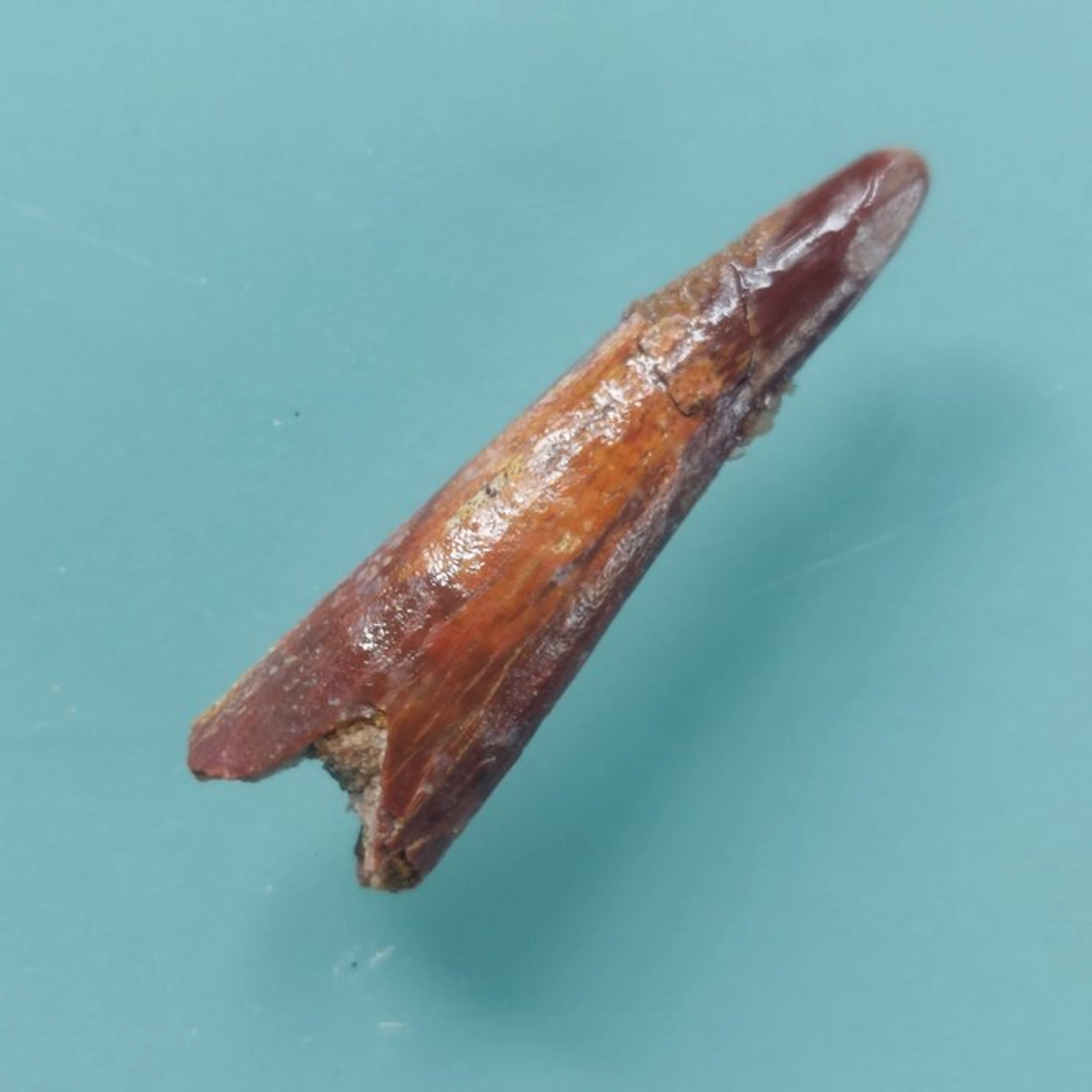 Pterosaur - Fossil tooth - 35 mm - 10 mm (No reserve price)