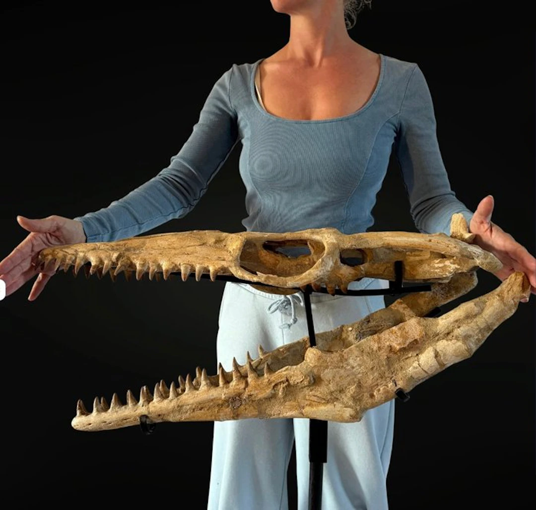 Exceptional Mosasaure - Fossil skull - Mosasaure - 64 cm...