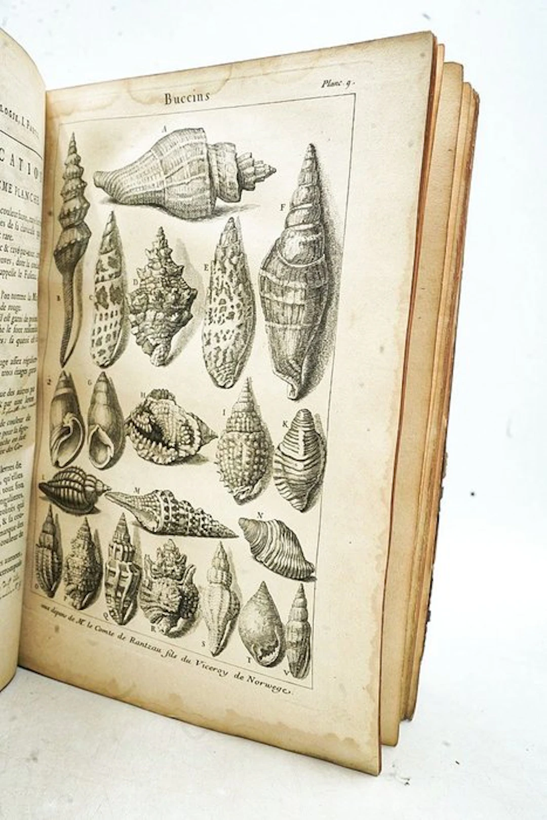Antoine-Joseph Dezallier d'Argenville - Histoire naturelle éclaircie dans une de ses parties principales, la Conchyliologie [...] - 1757