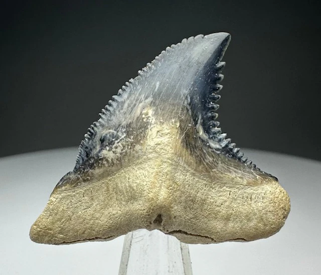 Hemipristis serra - Fossil tooth - 3.7 cm - 3.4 cm
