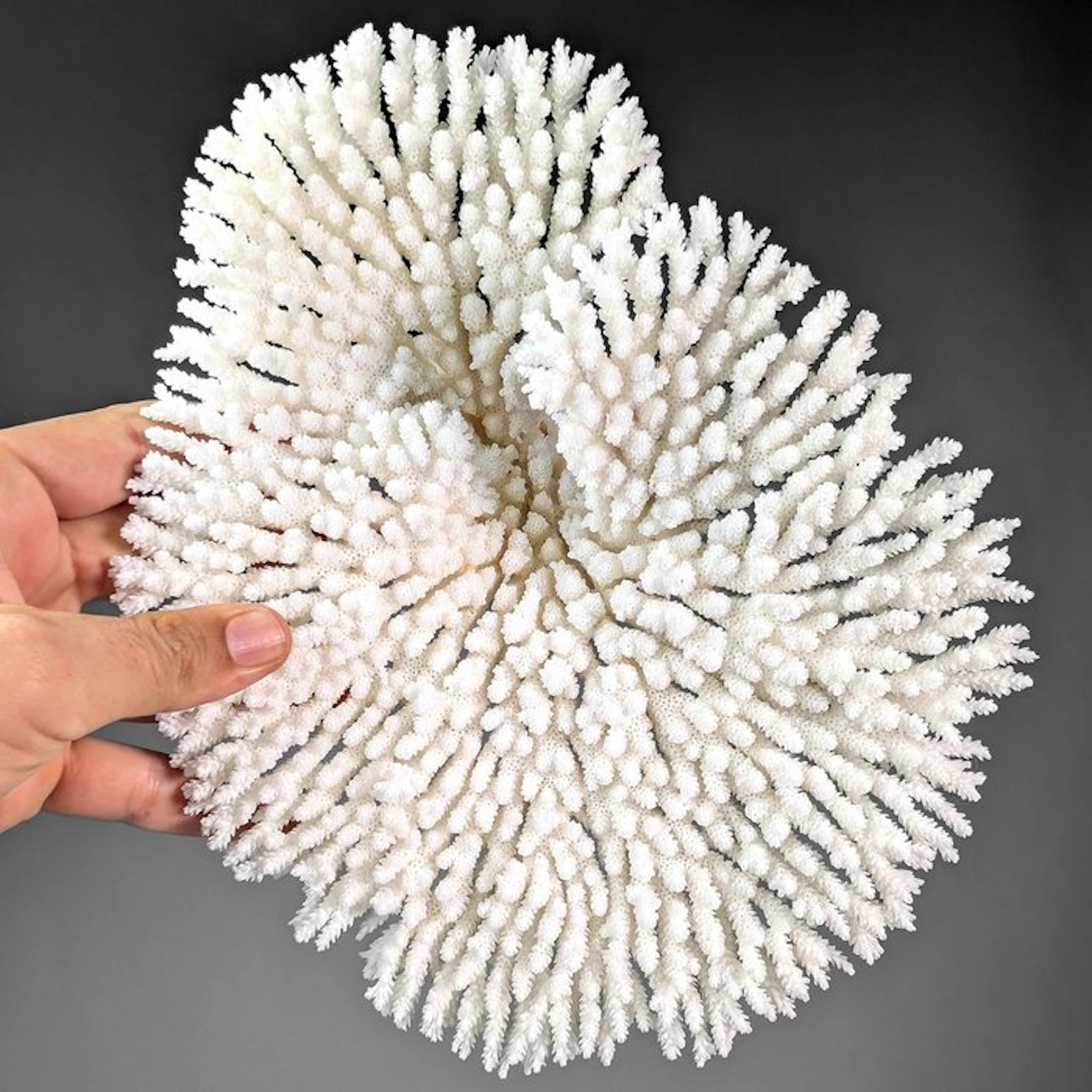 White Table Coral Extra Large (EU bidders ONLY) Skeleton...