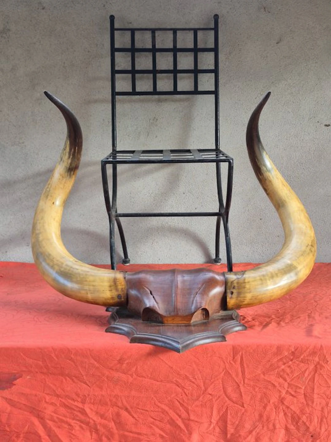 Watusi Horns - Bos taurus primigenius - Exceptionnelle...