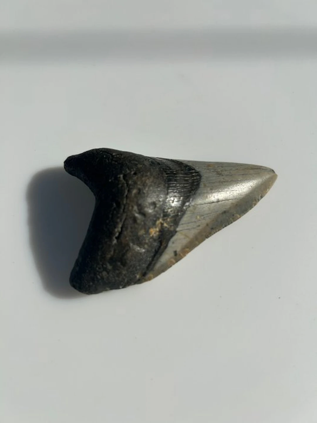 Megalodon - Fossil tooth - 91 mm - 58 mm