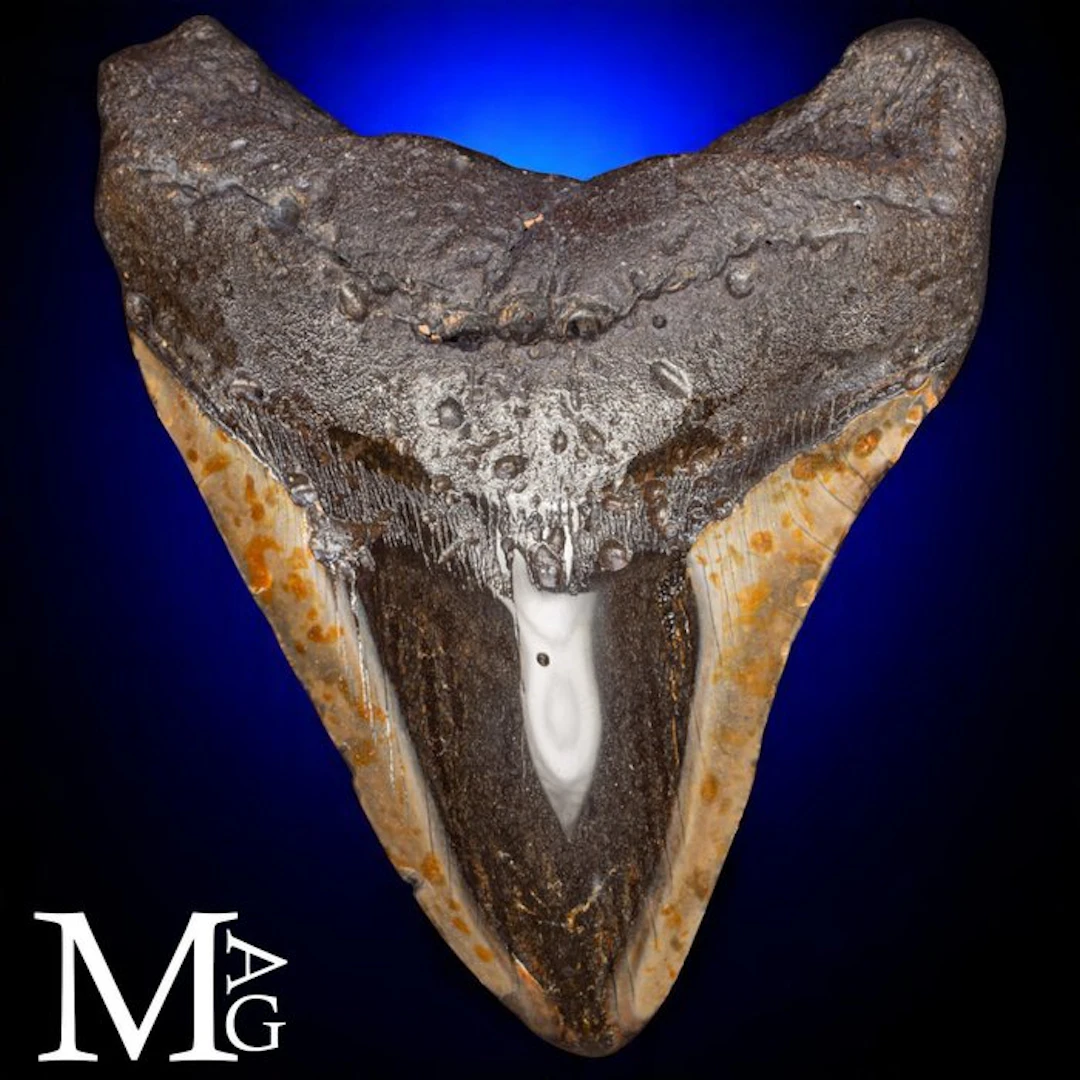 Fossil Megalodon Tooth – Miocene – Pliocene (approx