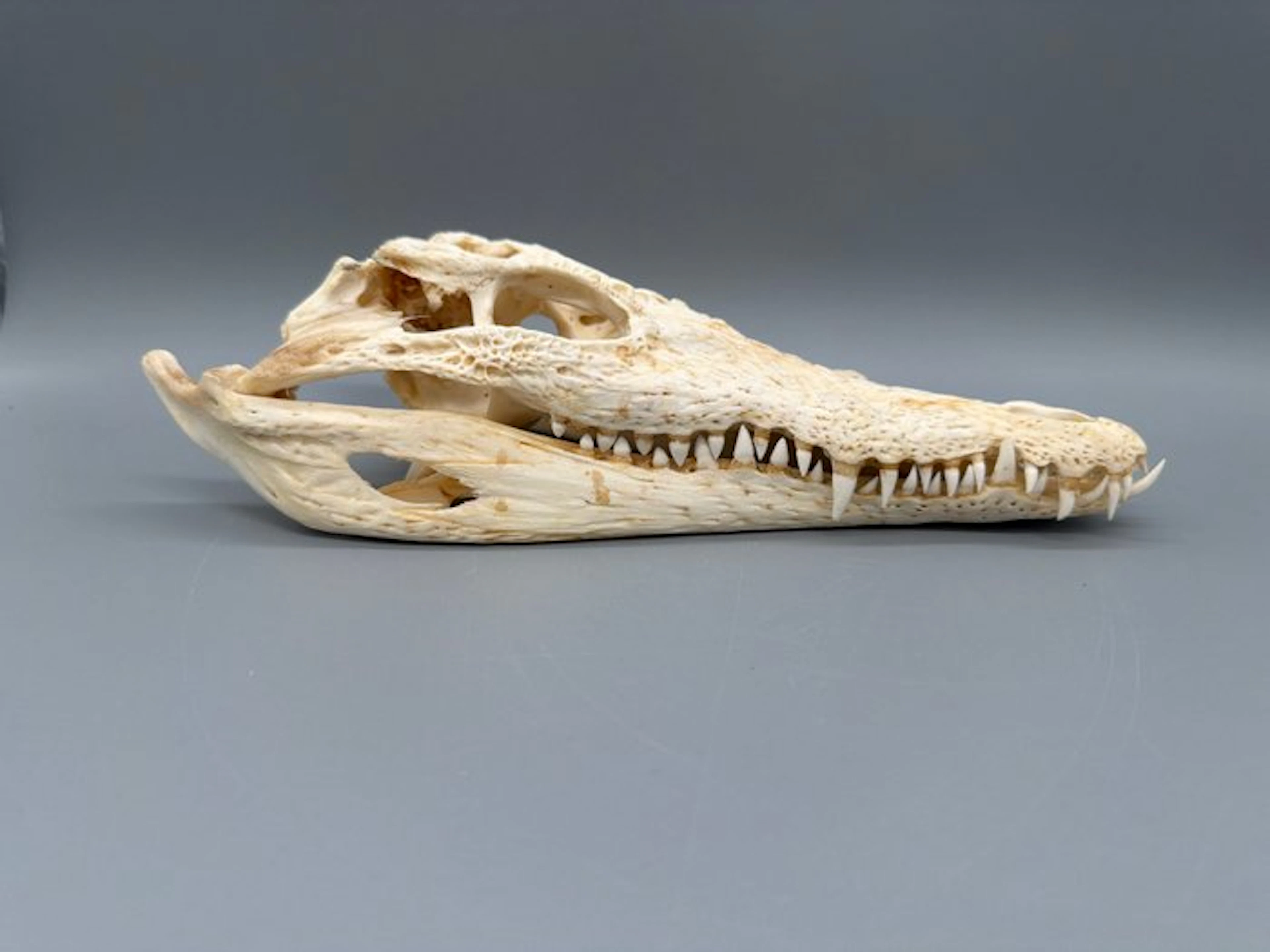 Nile Crocodile Reptile skull - Crocodylus niloticus - 7...
