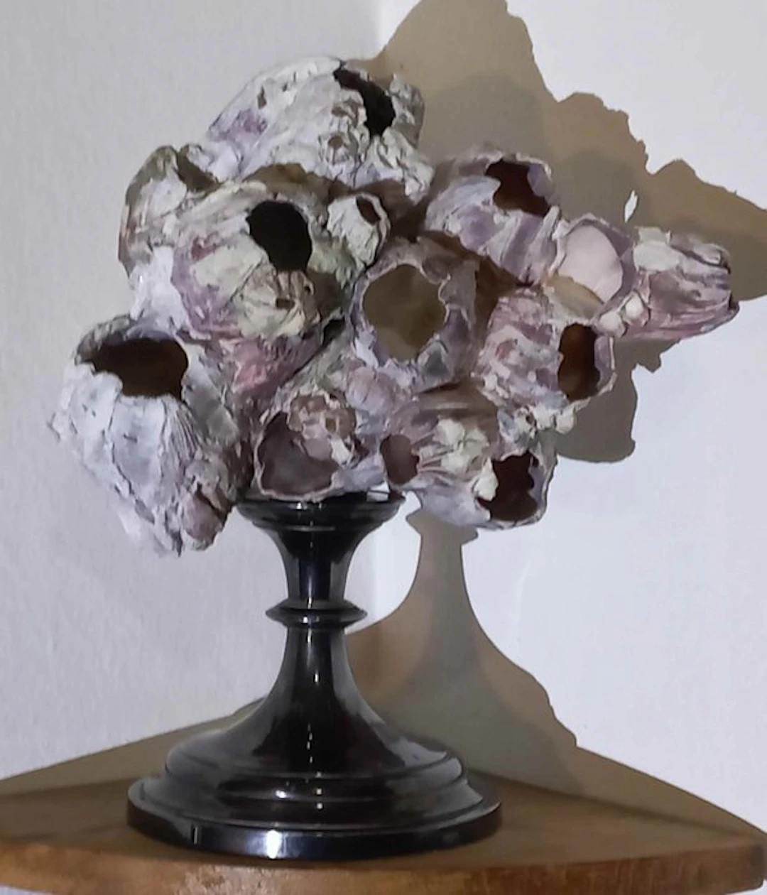 Cluster Balani _ Dog's Teeth_ Taxidermy full body mount...