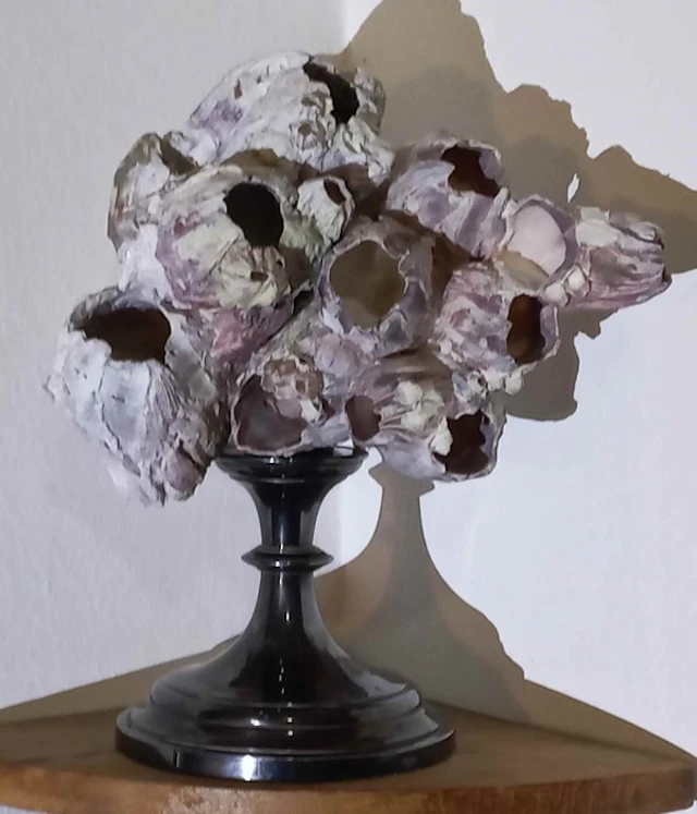 Cluster Balani _ Dog's Teeth_ Taxidermy full body mount...