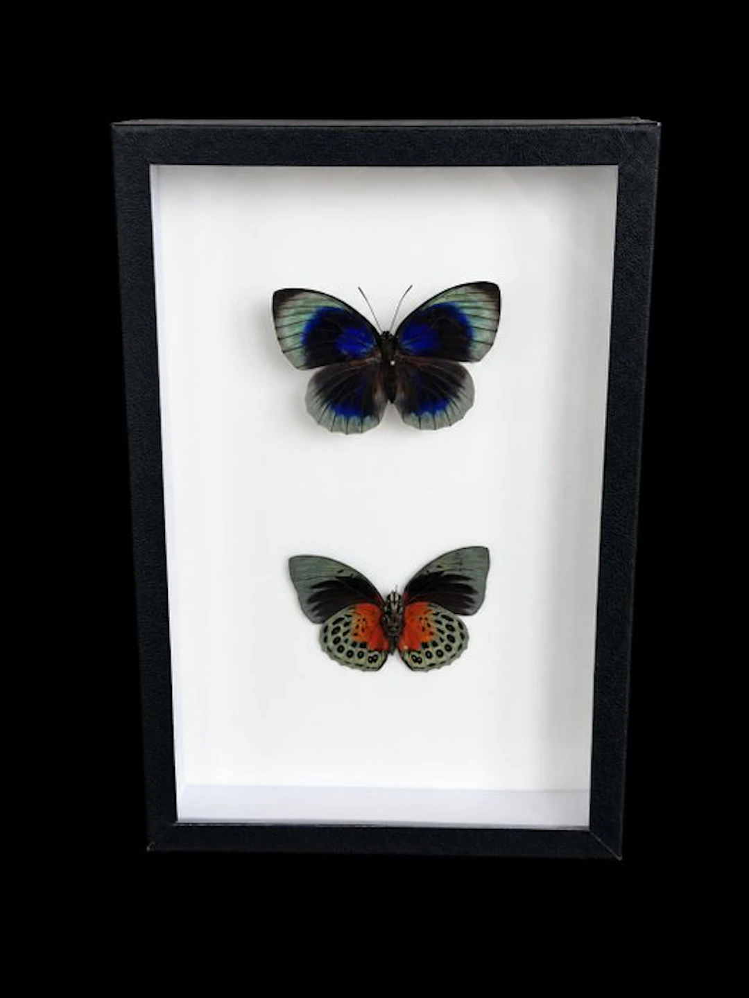 Butterfly Taxidermy full body mount - Agrias cf