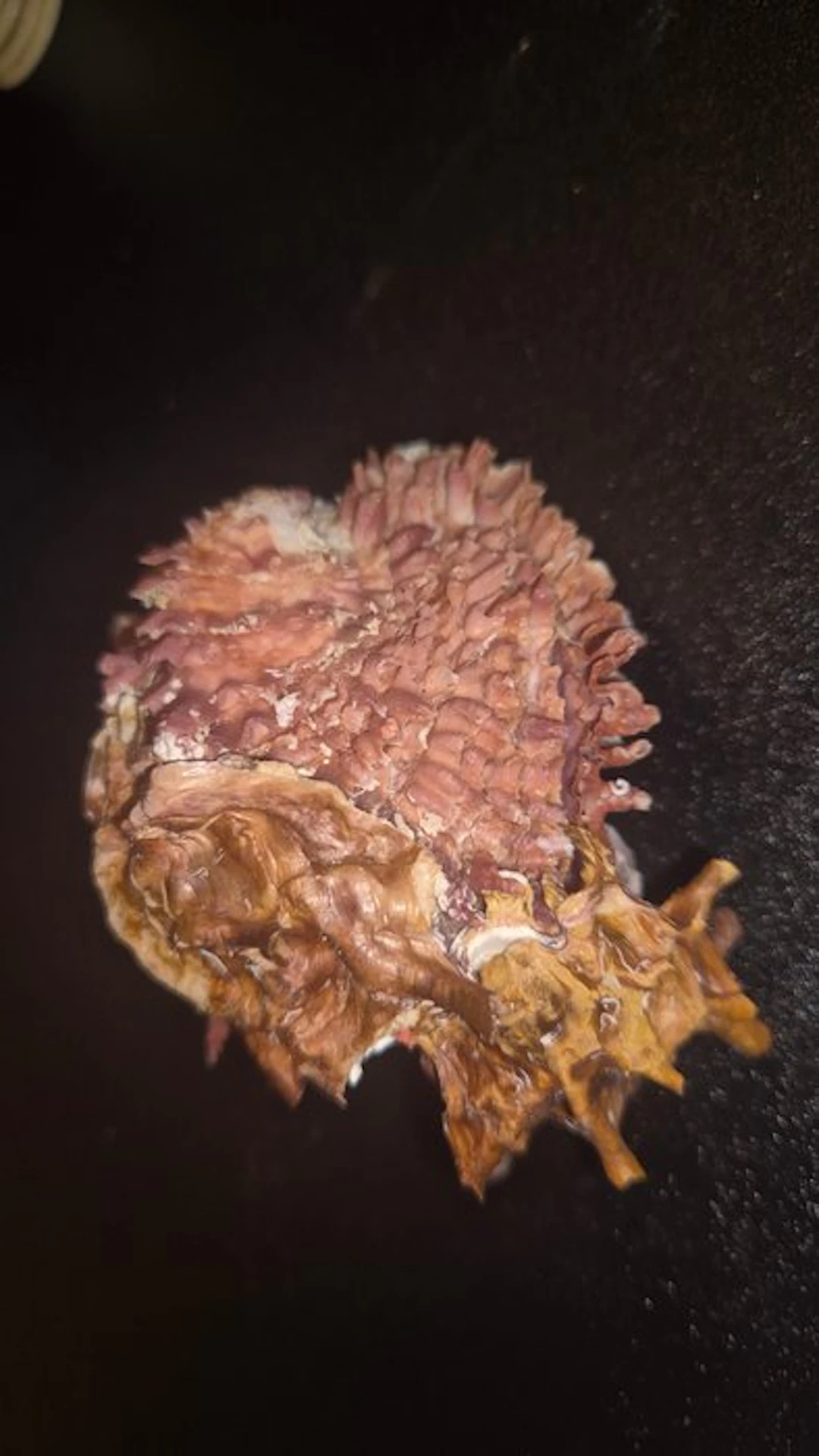 Sea Snail Sea shell - Chama brassica brassica (No reserve price)