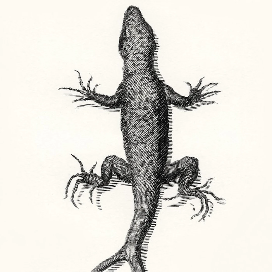 Francesco Redi - Observations On The Living Animals