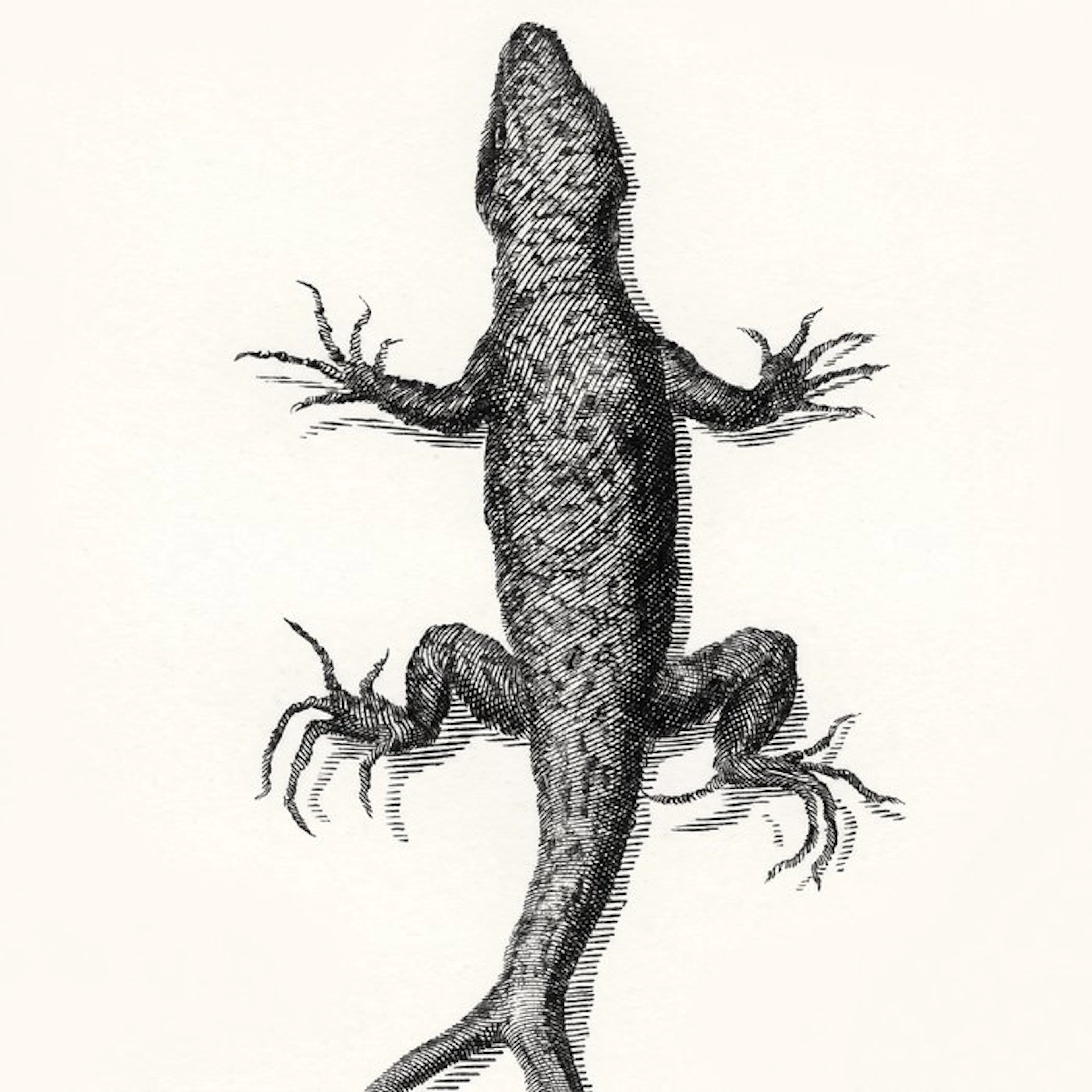 Francesco Redi - Observations On The Living Animals