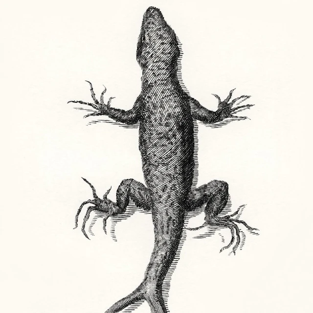 Francesco Redi - Observations On The Living Animals