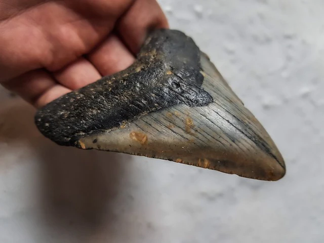 Megalodon - Fossil tooth - 9.2 cm - 7.5 cm